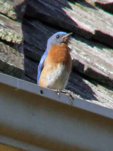 binoculars, bird watching, C&O Canal, camera, Class: Aves, DC, Dick Maley, digiscoping, display, eastern bluebird, Family: Turdidae, focus, Fuji Digital Camera S9600, Genus: Sialia, Google Images, Hughes Hollow, Hunting Quarter Road, in focus, Kingdom: Animalia, Marsh, Maryland, MD, Montgomery County, North America, Order: Passeriformes, photography, photoshop, Phylum: Chordata, Poolesville, Potomac, Potomac Maryland, refractor, resolution, Richard Maley, ritual, river, sharp, Species: S sialis, telephoto, telescope, USA, Washington, Wetlands