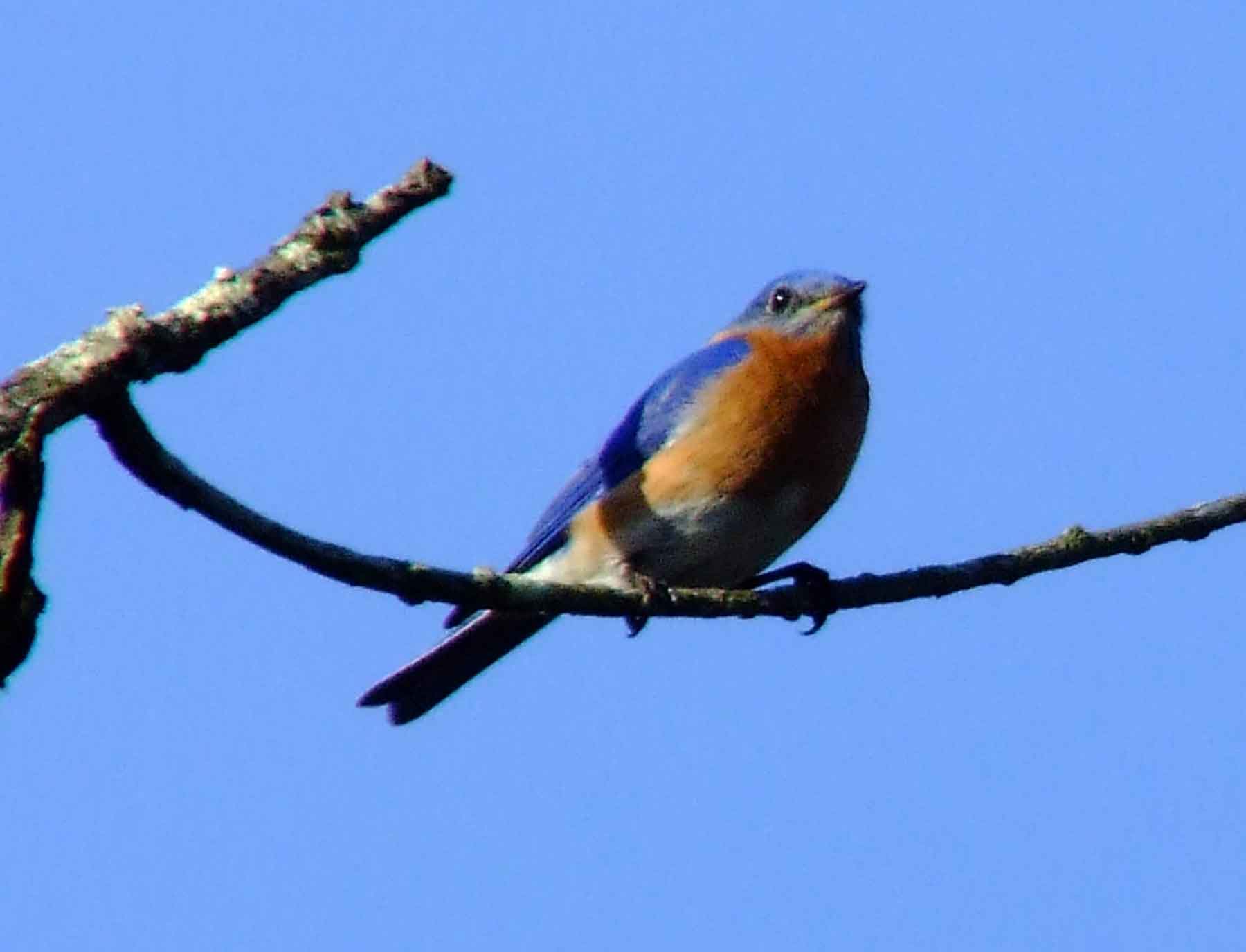 binoculars, bird watching, C&O Canal, camera, Class: Aves, DC, Dick Maley, digiscoping, display, eastern bluebird, Family: Turdidae, focus, Fuji Digital Camera S9600, Genus: Sialia, Google Images, Hughes Hollow, Hunting Quarter Road, in focus, Kingdom: Animalia, Marsh, Maryland, MD, Montgomery County, North America, Order: Passeriformes, photography, photoshop, Phylum: Chordata, Poolesville, Potomac, Potomac Maryland, refractor, resolution, Richard Maley, ritual, river, sharp, Species: S sialis, telephoto, telescope, USA, Washington, Wetlands