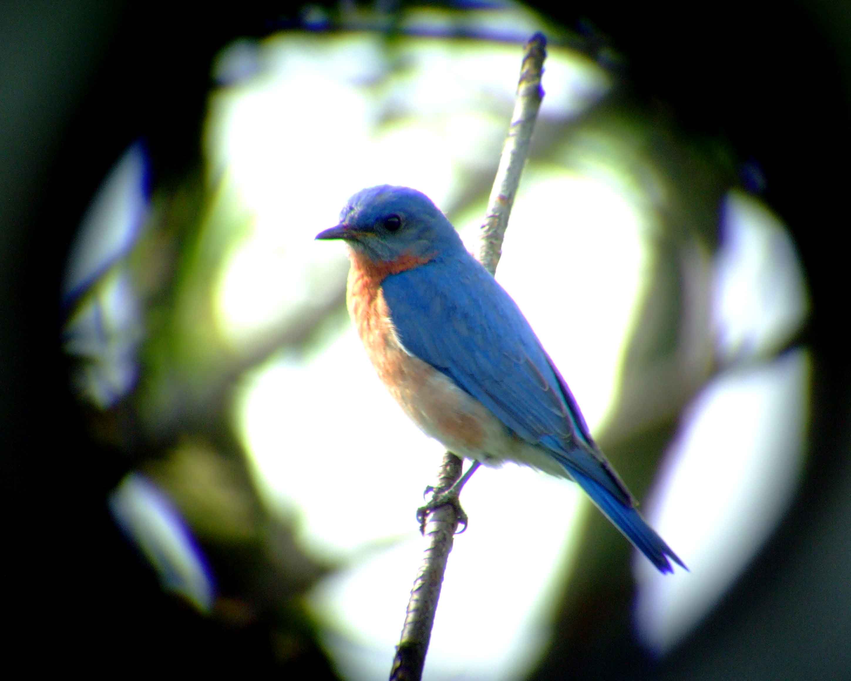 binoculars, bird watching, C&O Canal, camera, Class: Aves, DC, Dick Maley, digiscoping, display, eastern bluebird, Family: Turdidae, focus, Fuji Digital Camera S9600, Genus: Sialia, Google Images, Hughes Hollow, Hunting Quarter Road, in focus, Kingdom: Animalia, Marsh, Maryland, MD, Montgomery County, North America, Order: Passeriformes, photography, photoshop, Phylum: Chordata, Poolesville, Potomac, Potomac Maryland, refractor, resolution, Richard Maley, ritual, river, sharp, Species: S sialis, telephoto, telescope, USA, Washington, Wetlands