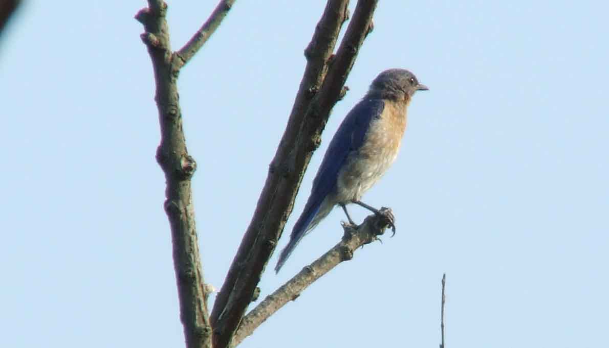 binoculars, bird watching, C&O Canal, camera, Class: Aves, DC, Dick Maley, digiscoping, display, eastern bluebird, Family: Turdidae, focus, Fuji Digital Camera S9600, Genus: Sialia, Google Images, Hughes Hollow, Hunting Quarter Road, in focus, Kingdom: Animalia, Marsh, Maryland, MD, Montgomery County, North America, Order: Passeriformes, photography, photoshop, Phylum: Chordata, Poolesville, Potomac, Potomac Maryland, refractor, resolution, Richard Maley, ritual, river, sharp, Species: S sialis, telephoto, telescope, USA, Washington, Wetlands