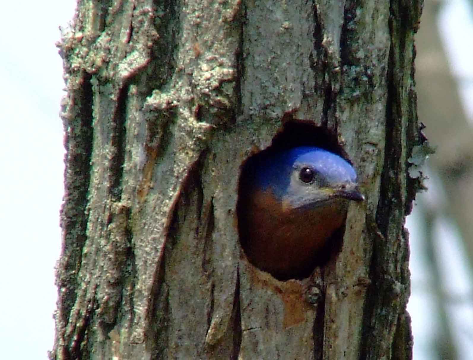 binoculars, bird watching, C&O Canal, camera, Class: Aves, DC, Dick Maley, digiscoping, display, eastern bluebird, Family: Turdidae, focus, Fuji Digital Camera S9600, Genus: Sialia, Google Images, Hughes Hollow, Hunting Quarter Road, in focus, Kingdom: Animalia, Marsh, Maryland, MD, Montgomery County, North America, Order: Passeriformes, photography, photoshop, Phylum: Chordata, Poolesville, Potomac, Potomac Maryland, refractor, resolution, Richard Maley, ritual, river, sharp, Species: S sialis, telephoto, telescope, USA, Washington, Wetlands