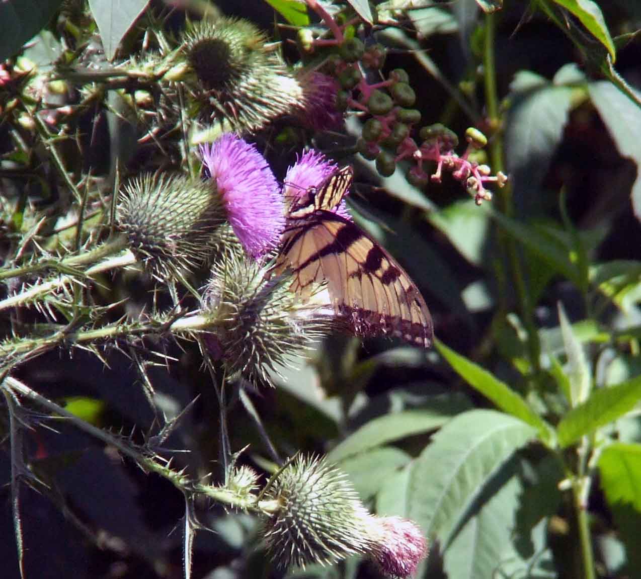 bird watching, Butterflies, C&O Canal, camera, DC, Dick Maley, display, Fuji Digital Camera S9600, Google Images, Hughes Hollow, Hunting Quarter Road, Marsh, Maryland, mating, MD, Montgomery County, North America, photography, Poolesville, Potomac, Richard Maley, river, USA, Washington, Wetlands