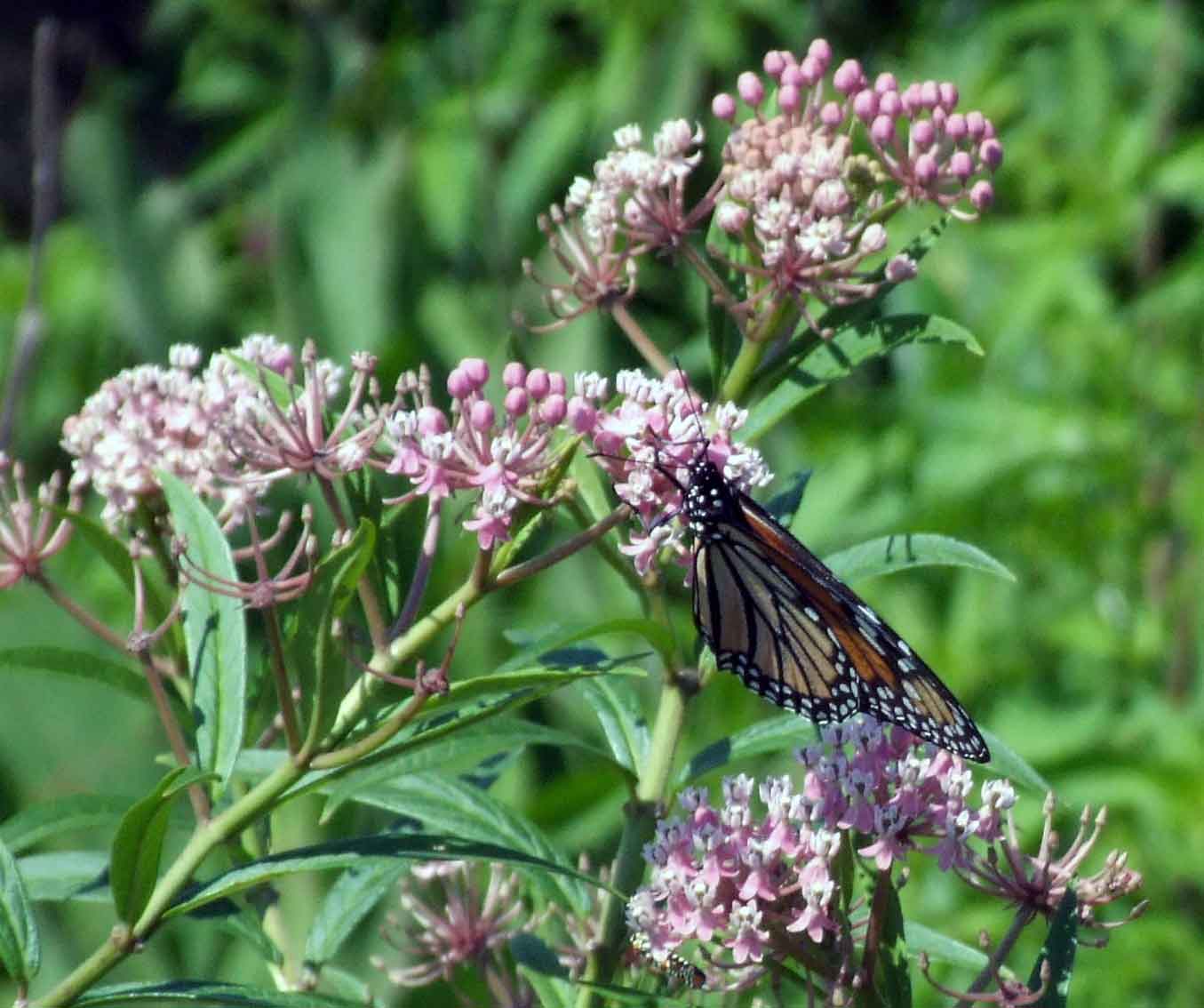 bird watching, Butterflies, C&O Canal, camera, DC, Dick Maley, display, Fuji Digital Camera S9600, Google Images, Hughes Hollow, Hunting Quarter Road, Marsh, Maryland, mating, MD, Montgomery County, North America, photography, Poolesville, Potomac, Richard Maley, river, USA, Washington, Wetlands