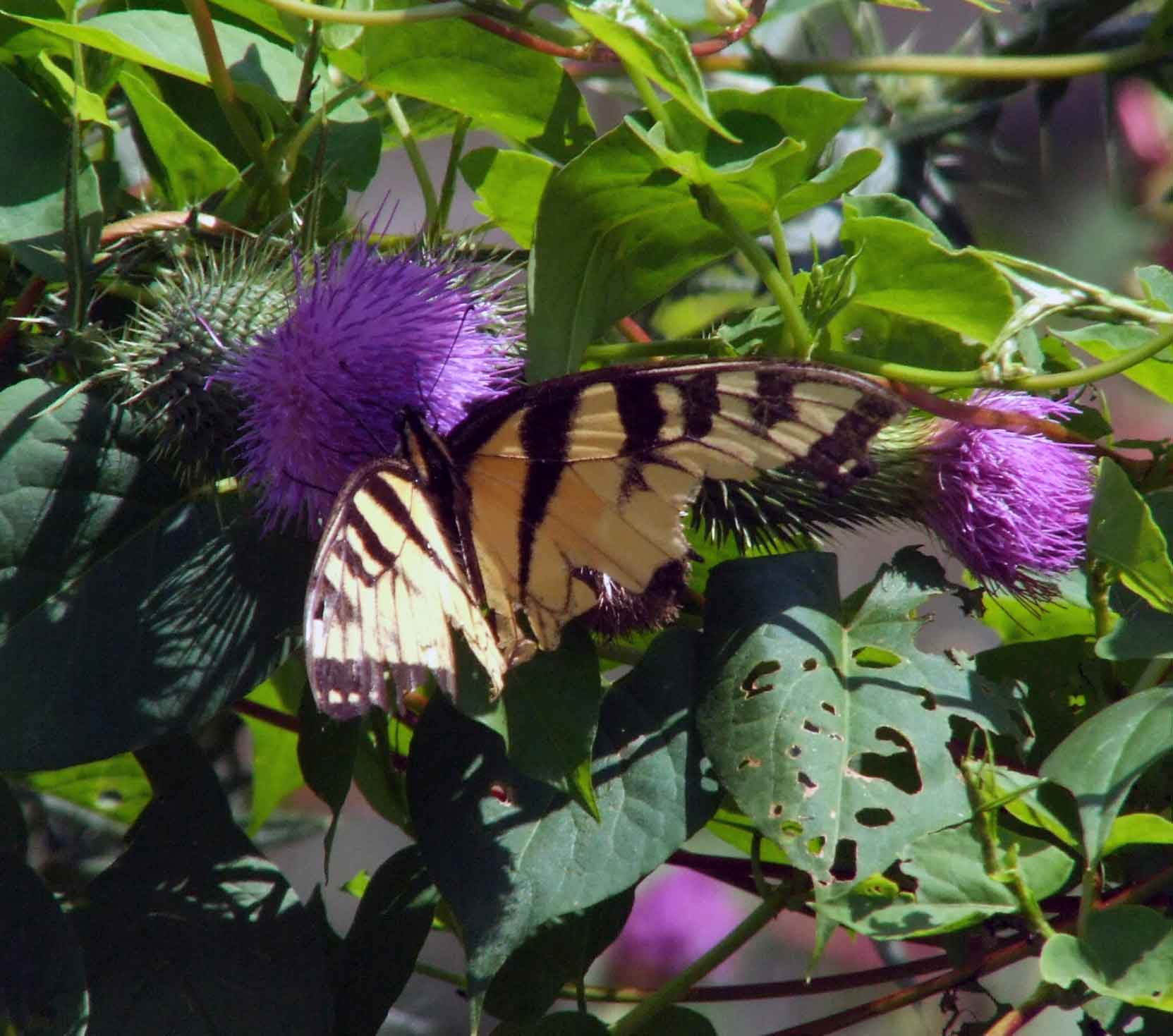 bird watching, Butterflies, C&O Canal, camera, DC, Dick Maley, display, Fuji Digital Camera S9600, Google Images, Hughes Hollow, Hunting Quarter Road, Marsh, Maryland, mating, MD, Montgomery County, North America, photography, Poolesville, Potomac, Richard Maley, river, USA, Washington, Wetlands