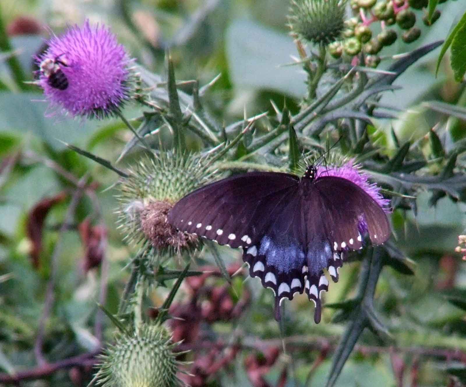 bird watching, Butterflies, C&O Canal, camera, DC, Dick Maley, display, Fuji Digital Camera S9600, Google Images, Hughes Hollow, Hunting Quarter Road, Marsh, Maryland, mating, MD, Montgomery County, North America, photography, Poolesville, Potomac, Richard Maley, river, USA, Washington, Wetlands