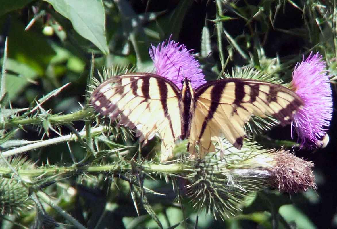 bird watching, Butterflies, C&O Canal, camera, DC, Dick Maley, display, Fuji Digital Camera S9600, Google Images, Hughes Hollow, Hunting Quarter Road, Marsh, Maryland, mating, MD, Montgomery County, North America, photography, Poolesville, Potomac, Richard Maley, river, USA, Washington, Wetlands