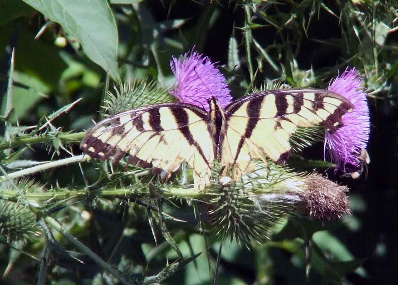 bird watching, Butterflies, C&O Canal, camera, DC, Dick Maley, display, Fuji Digital Camera S9600, Google Images, Hughes Hollow, Hunting Quarter Road, Marsh, Maryland, mating, MD, Montgomery County, North America, photography, Poolesville, Potomac, Richard Maley, river, USA, Washington, Wetlands