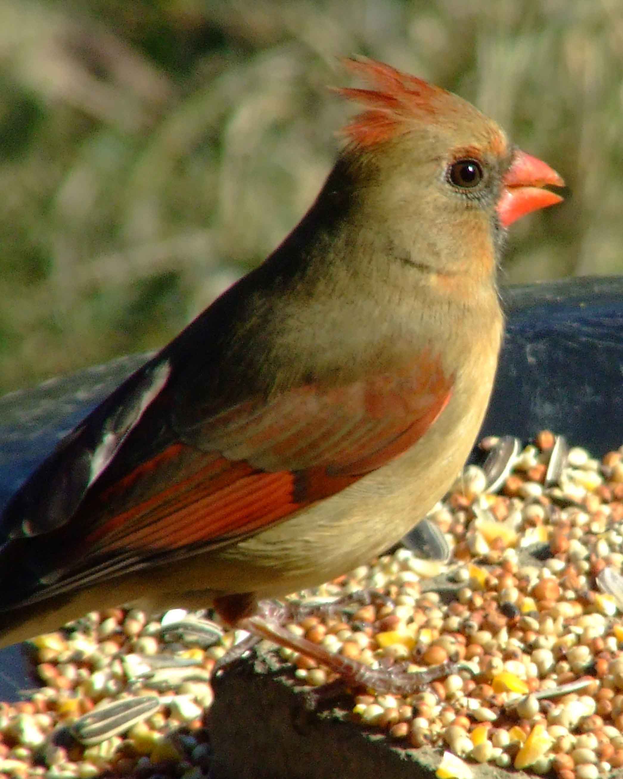 bird watching, black mask, C&O Canal, Cardinalis cardinalis, Class: Aves, crest, DC, Dick Maley, display, Family: Cardinalidae, Fuji Digital Camera S9600, Genus: Cardinalis, Google Images, Hughes Hollow, Hunting Quarter Road, Kingdom: Animalia, Marsh, Maryland, MD, Montgomery County, North America, Northern Cardinal, Order: Passeriformes, photography, Phylum: Chordata, Poolesville, Potomac, Redbird, Richard Maley, river, Species: C cardinalis, USA, Virginia nightingale, Washington, Wetlands