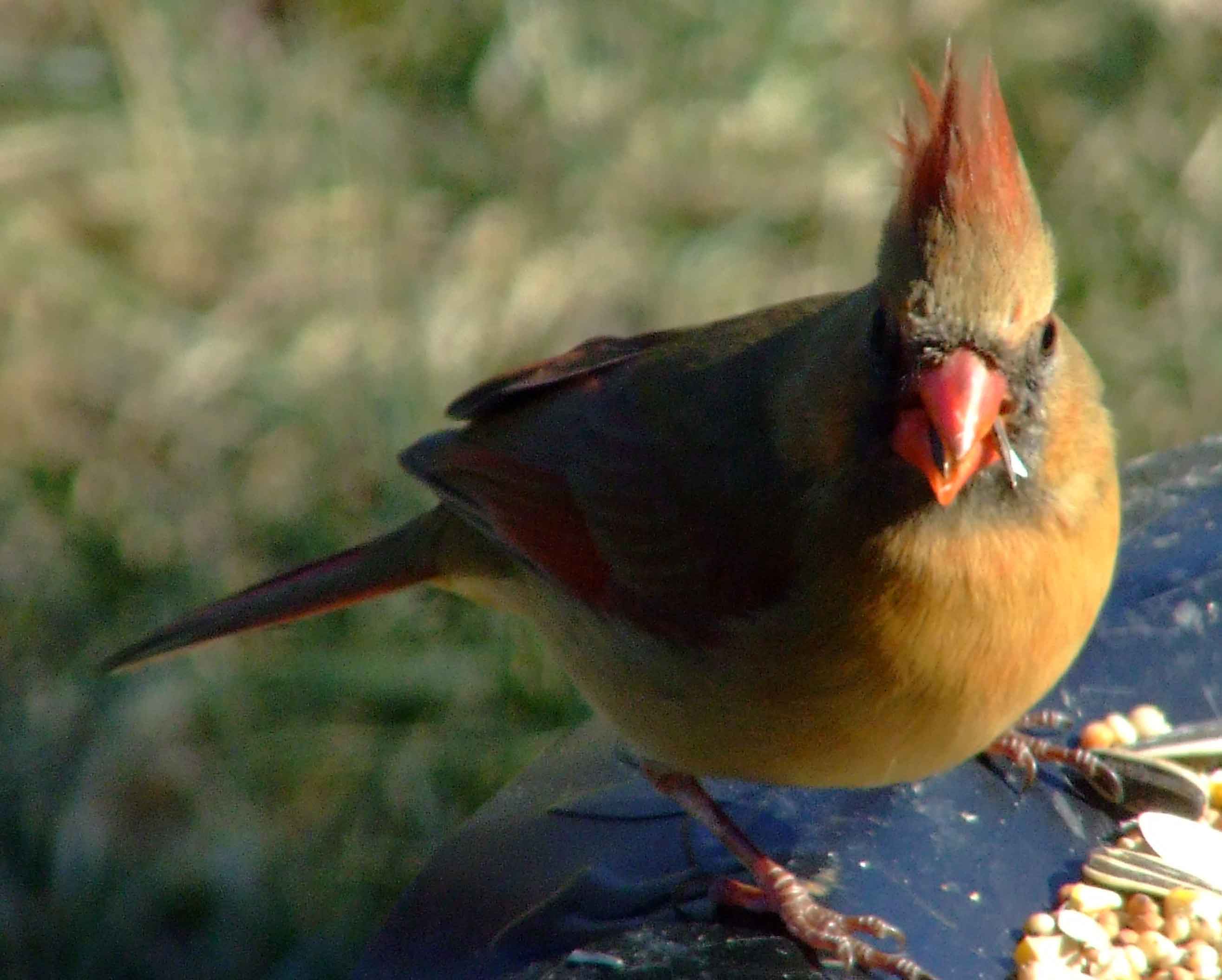 bird watching, black mask, C&O Canal, Cardinalis cardinalis, Class: Aves, crest, DC, Dick Maley, display, Family: Cardinalidae, Fuji Digital Camera S9600, Genus: Cardinalis, Google Images, Hughes Hollow, Hunting Quarter Road, Kingdom: Animalia, Marsh, Maryland, MD, Montgomery County, North America, Northern Cardinal, Order: Passeriformes, photography, Phylum: Chordata, Poolesville, Potomac, Redbird, Richard Maley, river, Species: C cardinalis, USA, Virginia nightingale, Washington, Wetlands