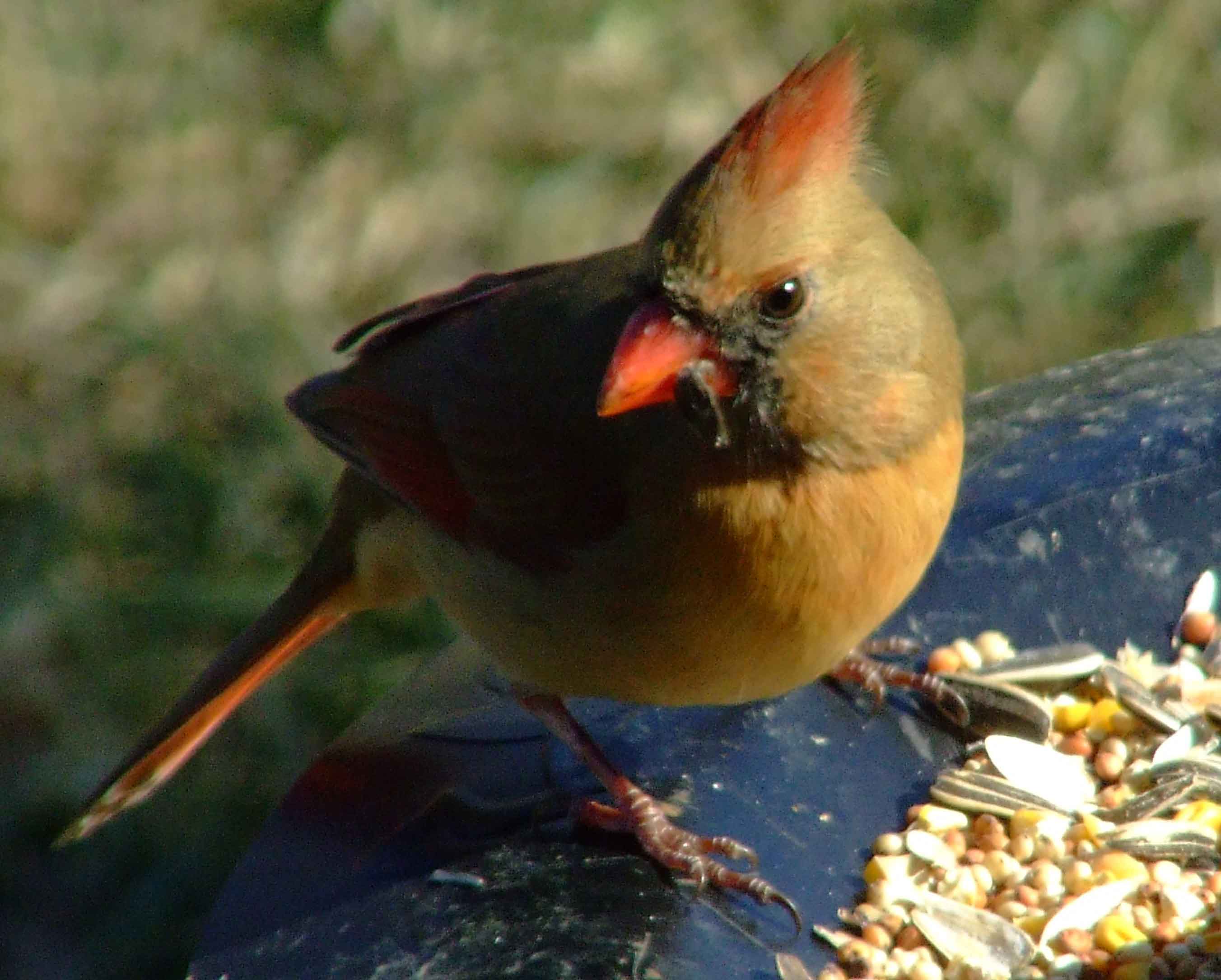 bird watching, black mask, C&O Canal, Cardinalis cardinalis, Class: Aves, crest, DC, Dick Maley, display, Family: Cardinalidae, Fuji Digital Camera S9600, Genus: Cardinalis, Google Images, Hughes Hollow, Hunting Quarter Road, Kingdom: Animalia, Marsh, Maryland, MD, Montgomery County, North America, Northern Cardinal, Order: Passeriformes, photography, Phylum: Chordata, Poolesville, Potomac, Redbird, Richard Maley, river, Species: C cardinalis, USA, Virginia nightingale, Washington, Wetlands