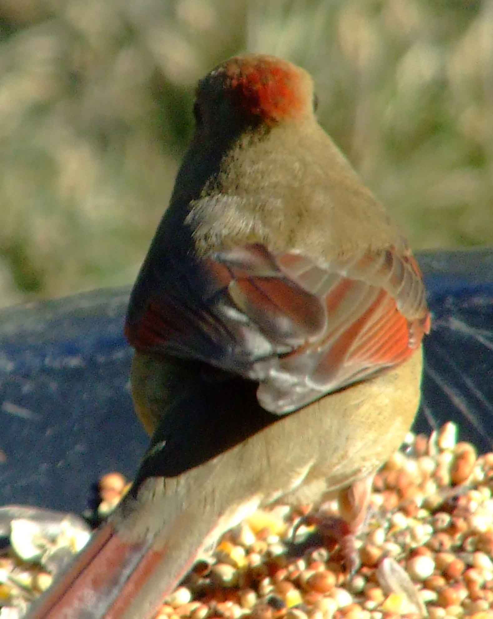 bird watching, black mask, C&O Canal, Cardinalis cardinalis, Class: Aves, crest, DC, Dick Maley, display, Family: Cardinalidae, Fuji Digital Camera S9600, Genus: Cardinalis, Google Images, Hughes Hollow, Hunting Quarter Road, Kingdom: Animalia, Marsh, Maryland, MD, Montgomery County, North America, Northern Cardinal, Order: Passeriformes, photography, Phylum: Chordata, Poolesville, Potomac, Redbird, Richard Maley, river, Species: C cardinalis, USA, Virginia nightingale, Washington, Wetlands