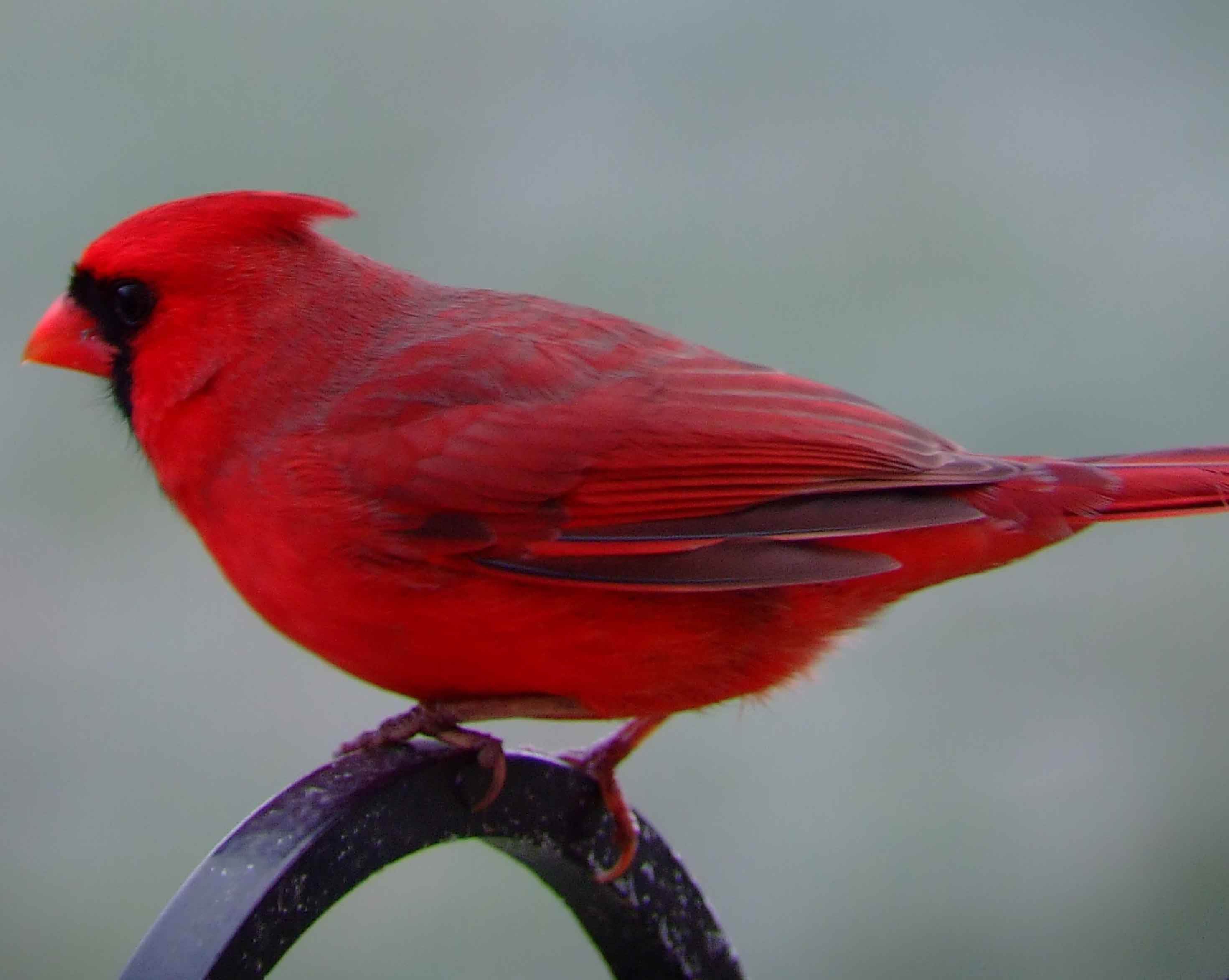 bird watching, black mask, C&O Canal, Cardinalis cardinalis, Class: Aves, crest, DC, Dick Maley, display, Family: Cardinalidae, Fuji Digital Camera S9600, Genus: Cardinalis, Google Images, Hughes Hollow, Hunting Quarter Road, Kingdom: Animalia, Marsh, Maryland, MD, Montgomery County, North America, Northern Cardinal, Order: Passeriformes, photography, Phylum: Chordata, Poolesville, Potomac, Redbird, Richard Maley, river, Species: C cardinalis, USA, Virginia nightingale, Washington, Wetlands