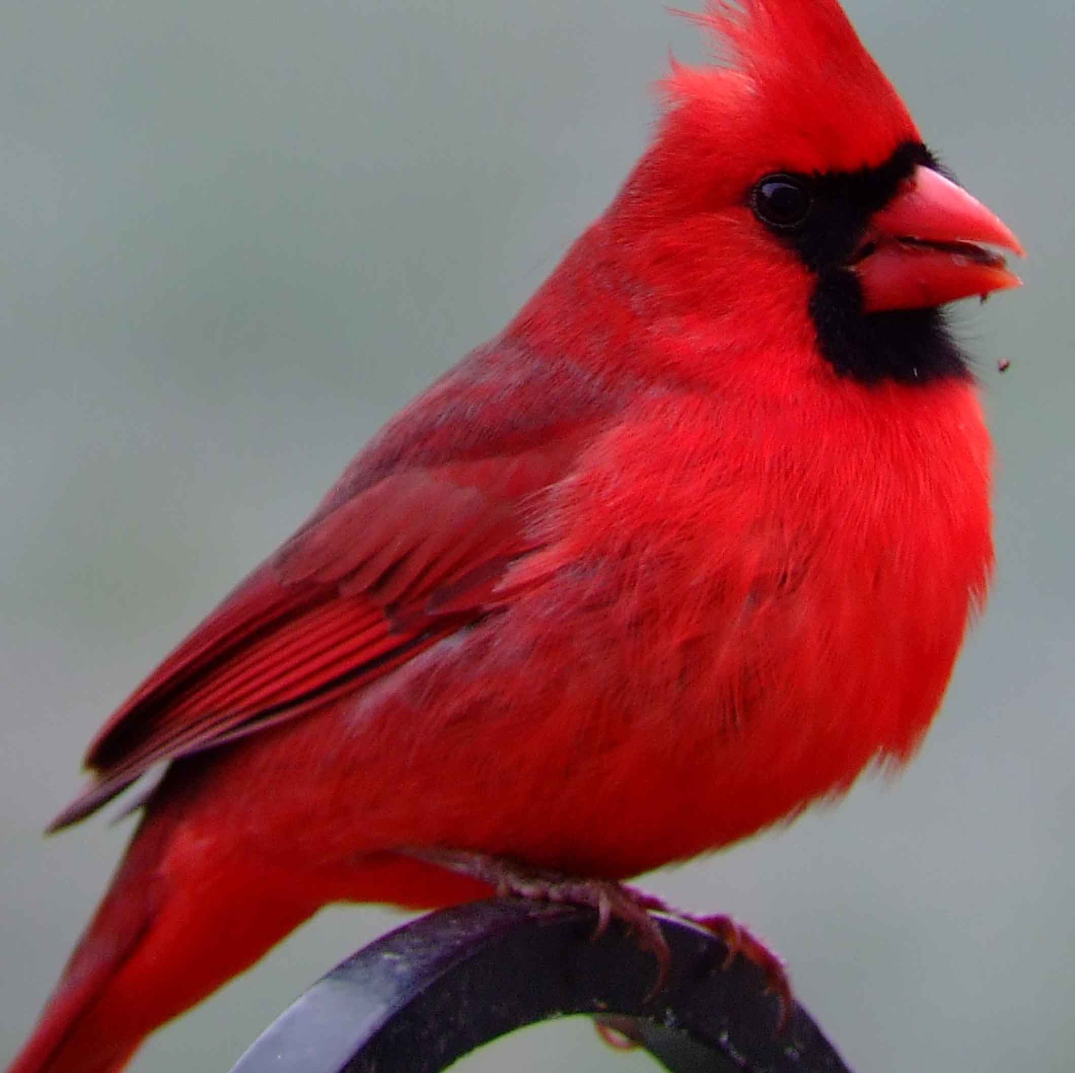 bird watching, black mask, C&O Canal, Cardinalis cardinalis, Class: Aves, crest, DC, Dick Maley, display, Family: Cardinalidae, Fuji Digital Camera S9600, Genus: Cardinalis, Google Images, Hughes Hollow, Hunting Quarter Road, Kingdom: Animalia, Marsh, Maryland, MD, Montgomery County, North America, Northern Cardinal, Order: Passeriformes, photography, Phylum: Chordata, Poolesville, Potomac, Redbird, Richard Maley, river, Species: C cardinalis, USA, Virginia nightingale, Washington, Wetlands