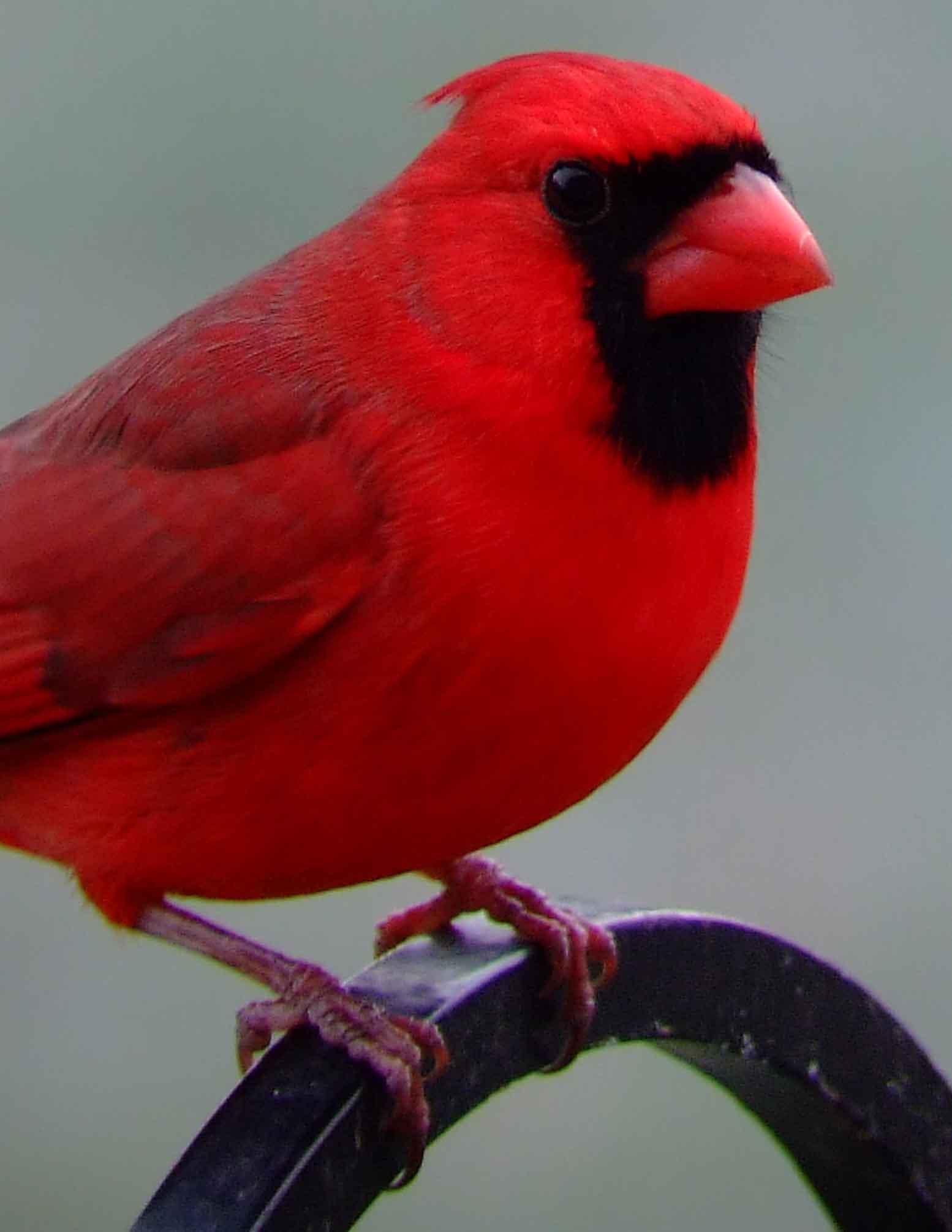 bird watching, black mask, C&O Canal, Cardinalis cardinalis, Class: Aves, crest, DC, Dick Maley, display, Family: Cardinalidae, Fuji Digital Camera S9600, Genus: Cardinalis, Google Images, Hughes Hollow, Hunting Quarter Road, Kingdom: Animalia, Marsh, Maryland, MD, Montgomery County, North America, Northern Cardinal, Order: Passeriformes, photography, Phylum: Chordata, Poolesville, Potomac, Redbird, Richard Maley, river, Species: C cardinalis, USA, Virginia nightingale, Washington, Wetlands