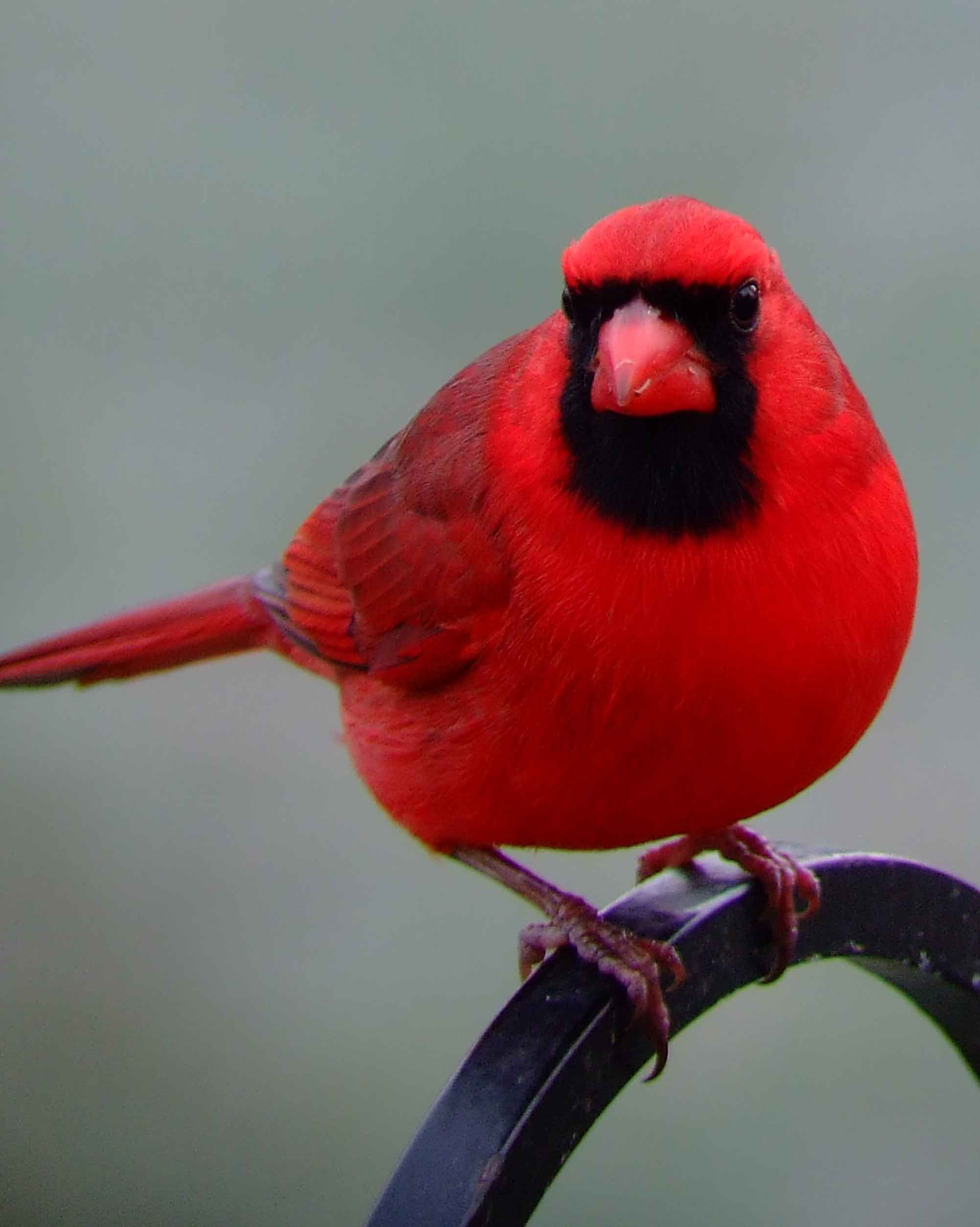 bird watching, black mask, C&O Canal, Cardinalis cardinalis, Class: Aves, crest, DC, Dick Maley, display, Family: Cardinalidae, Fuji Digital Camera S9600, Genus: Cardinalis, Google Images, Hughes Hollow, Hunting Quarter Road, Kingdom: Animalia, Marsh, Maryland, MD, Montgomery County, North America, Northern Cardinal, Order: Passeriformes, photography, Phylum: Chordata, Poolesville, Potomac, Redbird, Richard Maley, river, Species: C cardinalis, USA, Virginia nightingale, Washington, Wetlands