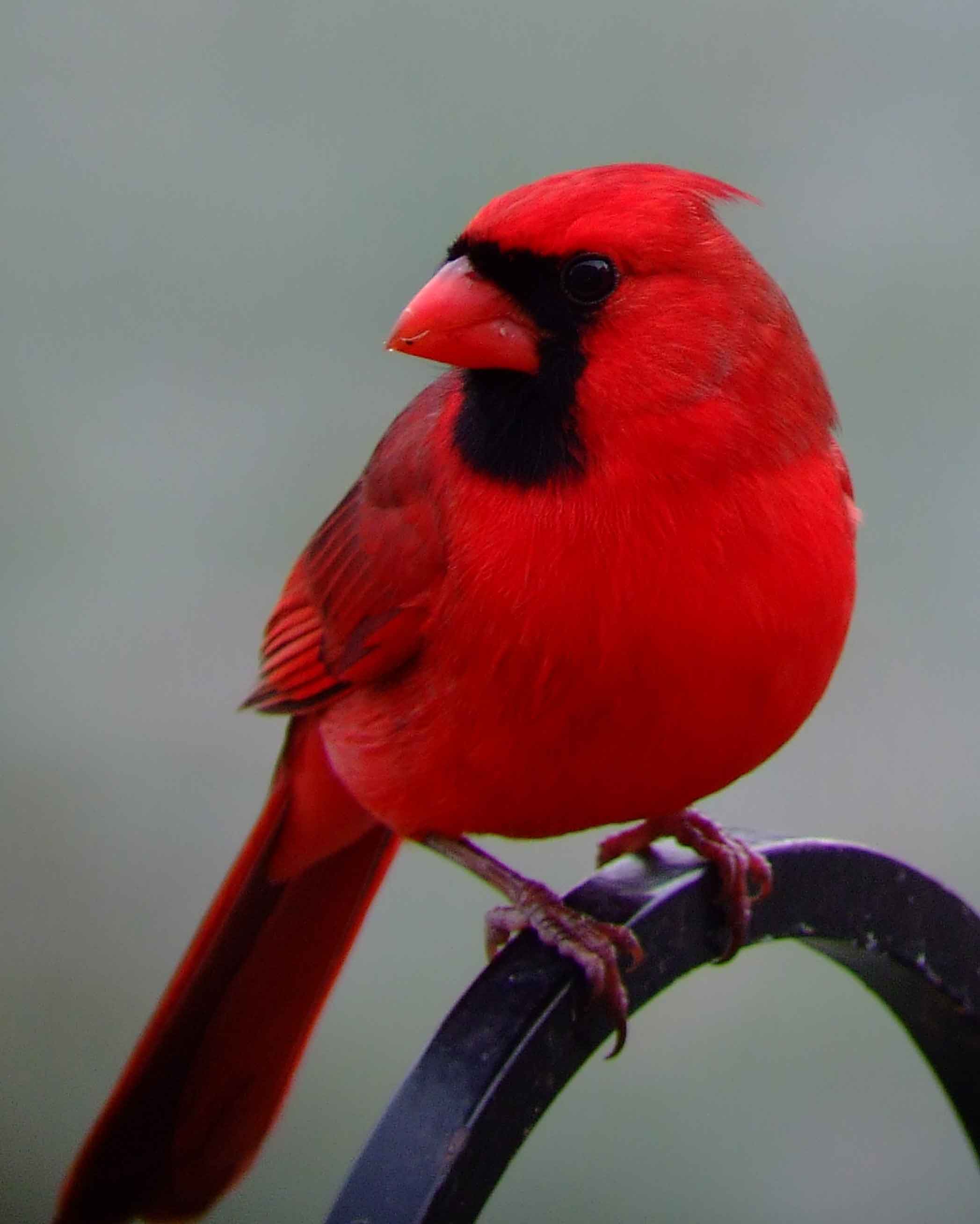 bird watching, black mask, C&O Canal, Cardinalis cardinalis, Class: Aves, crest, DC, Dick Maley, display, Family: Cardinalidae, Fuji Digital Camera S9600, Genus: Cardinalis, Google Images, Hughes Hollow, Hunting Quarter Road, Kingdom: Animalia, Marsh, Maryland, MD, Montgomery County, North America, Northern Cardinal, Order: Passeriformes, photography, Phylum: Chordata, Poolesville, Potomac, Redbird, Richard Maley, river, Species: C cardinalis, USA, Virginia nightingale, Washington, Wetlands