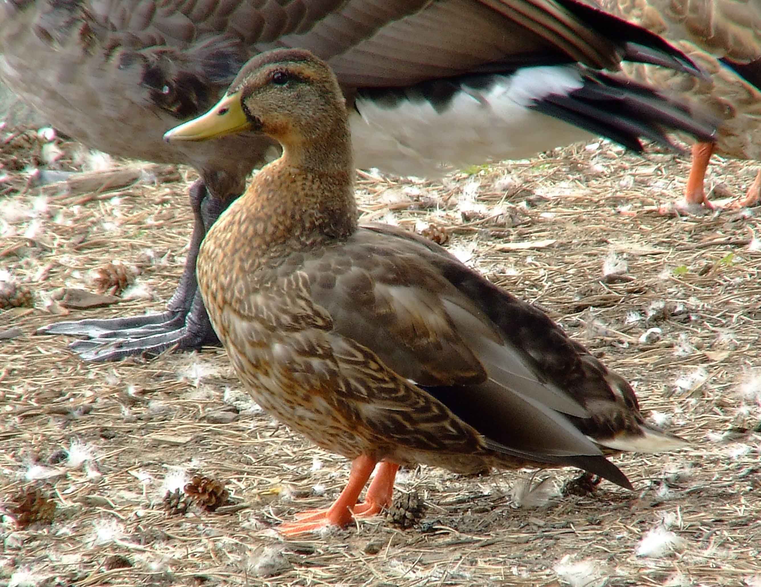 Anas platyrhynchos, bird watching, C and O Canal, Class: Aves, dabbling duck, DC, Dick Maley, display, Duck, Family: Anatidae, Fuji Digital Camera S9600, Genus: Anas, Google Images, Hughes Hollow, Hunting Quarter Road, Kingdom: Animalia, Mallard Duck, Marsh, Maryland, MD, Montgomery County, North America, Order: Anseriformes, photography, Phylum: Chordata, Poolesville, Potomac, Richard Maley, river, Species: A platyrhynchos, Subfamily: Anatinae, USA, Washington, Wetlands