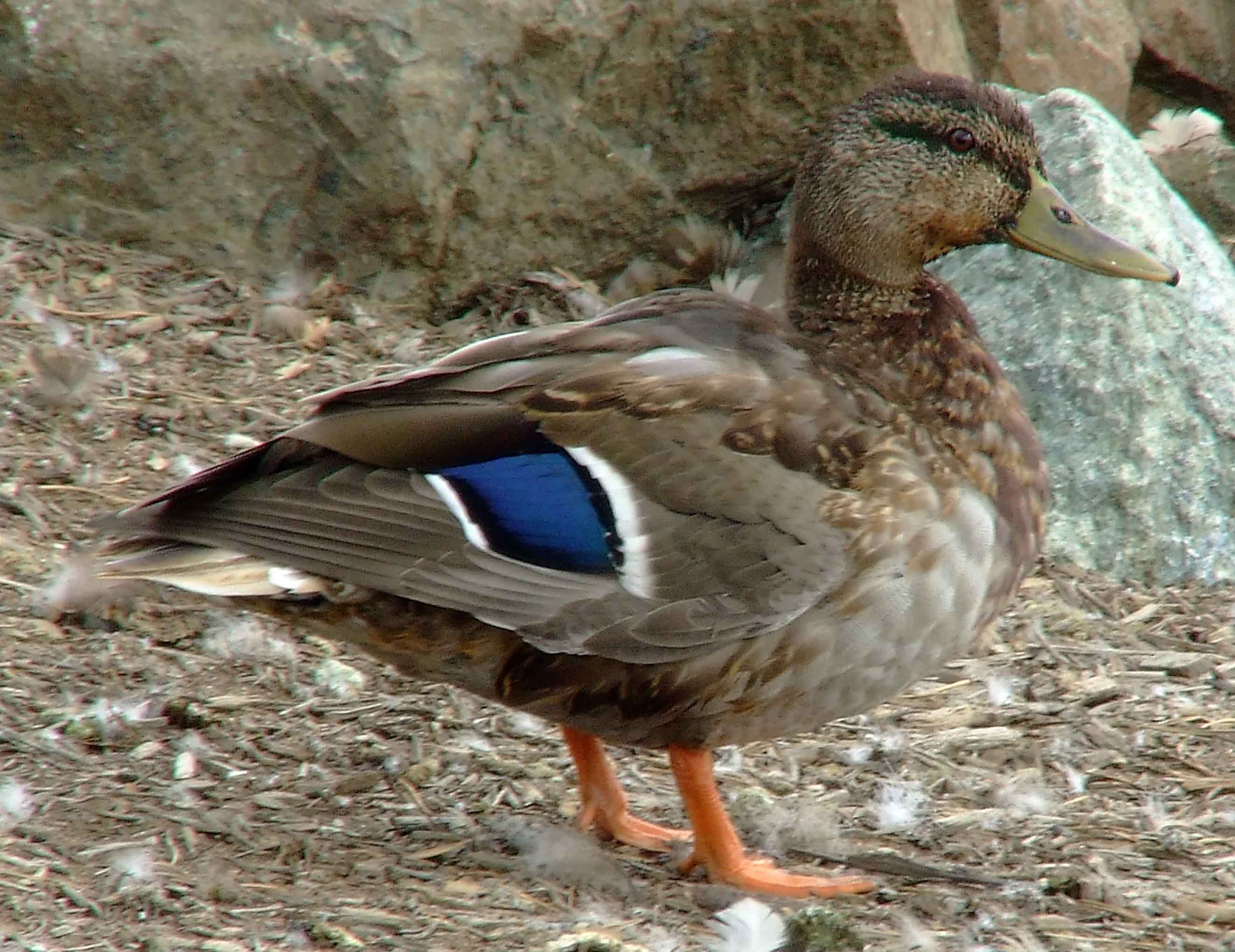 Anas platyrhynchos, bird watching, C and O Canal, Class: Aves, dabbling duck, DC, Dick Maley, display, Duck, Family: Anatidae, Fuji Digital Camera S9600, Genus: Anas, Google Images, Hughes Hollow, Hunting Quarter Road, Kingdom: Animalia, Mallard Duck, Marsh, Maryland, MD, Montgomery County, North America, Order: Anseriformes, photography, Phylum: Chordata, Poolesville, Potomac, Richard Maley, river, Species: A platyrhynchos, Subfamily: Anatinae, USA, Washington, Wetlands