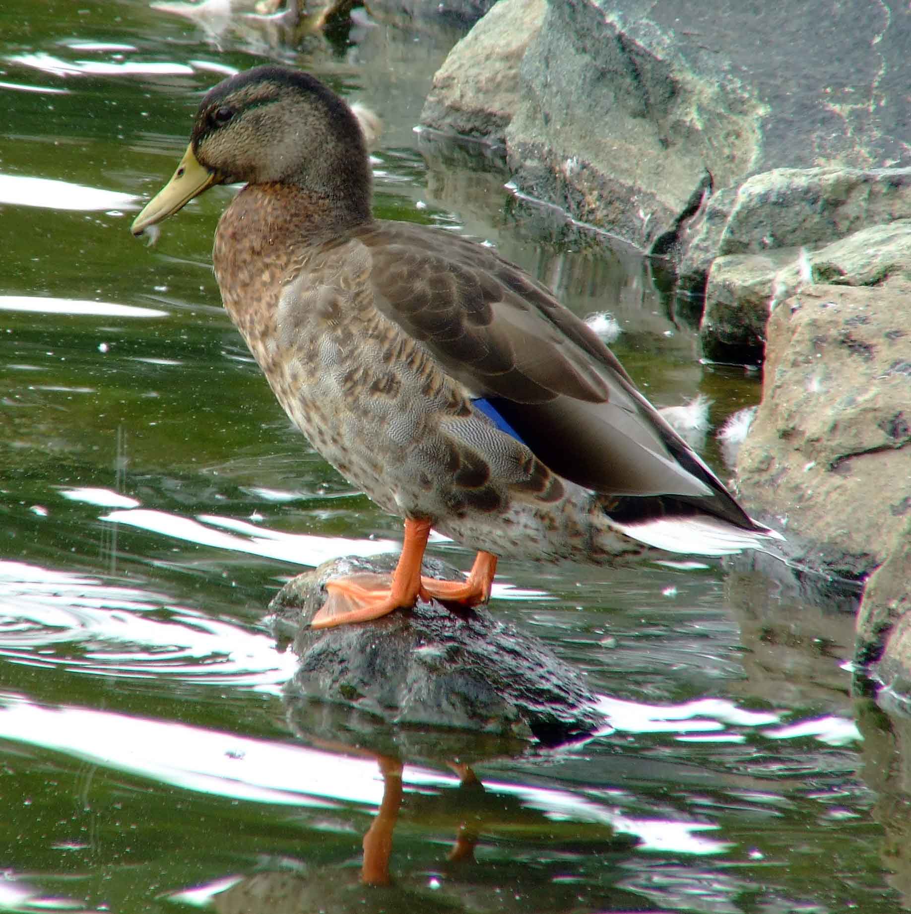 Anas platyrhynchos, bird watching, C and O Canal, Class: Aves, dabbling duck, DC, Dick Maley, display, Duck, Family: Anatidae, Fuji Digital Camera S9600, Genus: Anas, Google Images, Hughes Hollow, Hunting Quarter Road, Kingdom: Animalia, Mallard Duck, Marsh, Maryland, MD, Montgomery County, North America, Order: Anseriformes, photography, Phylum: Chordata, Poolesville, Potomac, Richard Maley, river, Species: A platyrhynchos, Subfamily: Anatinae, USA, Washington, Wetlands