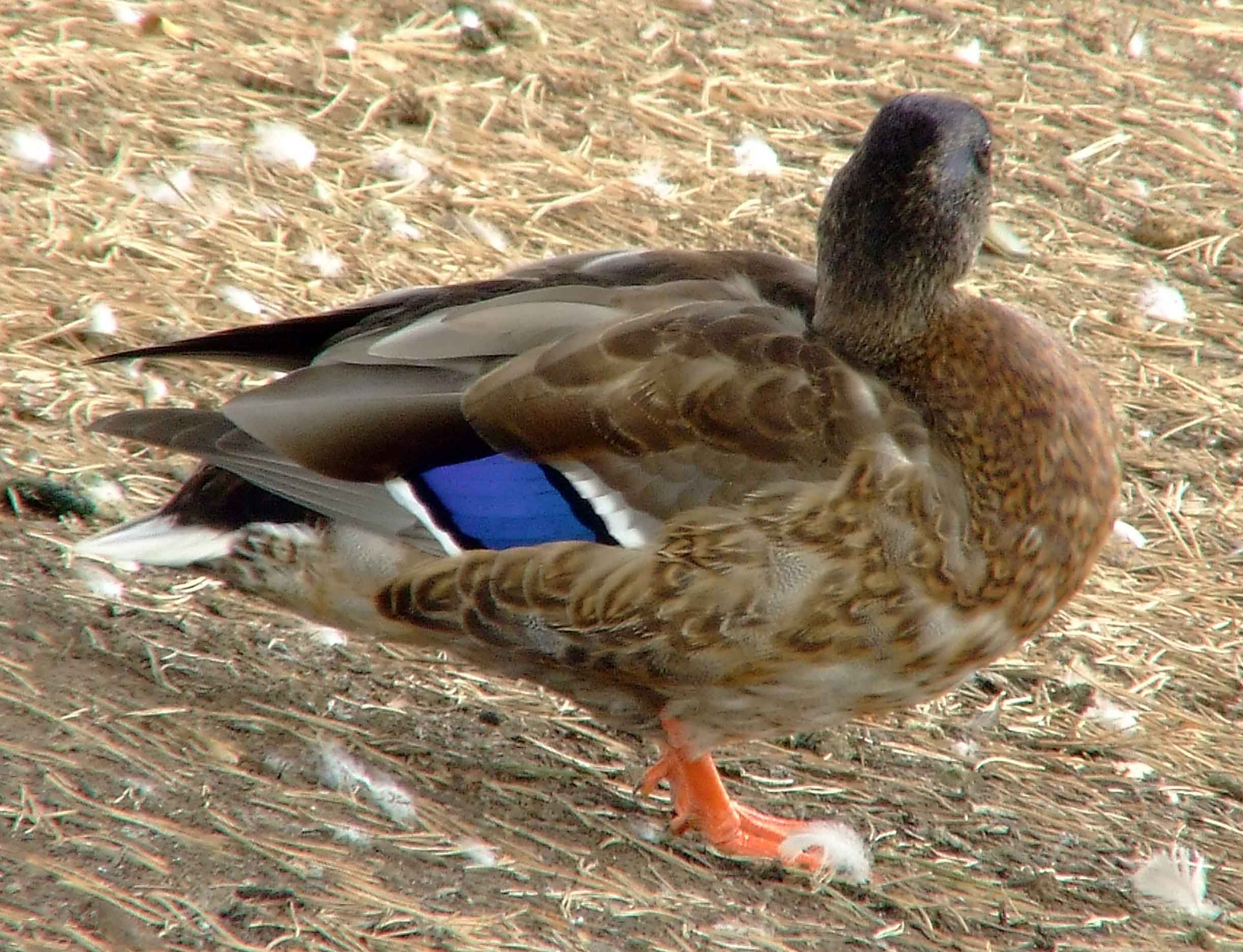 Anas platyrhynchos, bird watching, C and O Canal, Class: Aves, dabbling duck, DC, Dick Maley, display, Duck, Family: Anatidae, Fuji Digital Camera S9600, Genus: Anas, Google Images, Hughes Hollow, Hunting Quarter Road, Kingdom: Animalia, Mallard Duck, Marsh, Maryland, MD, Montgomery County, North America, Order: Anseriformes, photography, Phylum: Chordata, Poolesville, Potomac, Richard Maley, river, Species: A platyrhynchos, Subfamily: Anatinae, USA, Washington, Wetlands