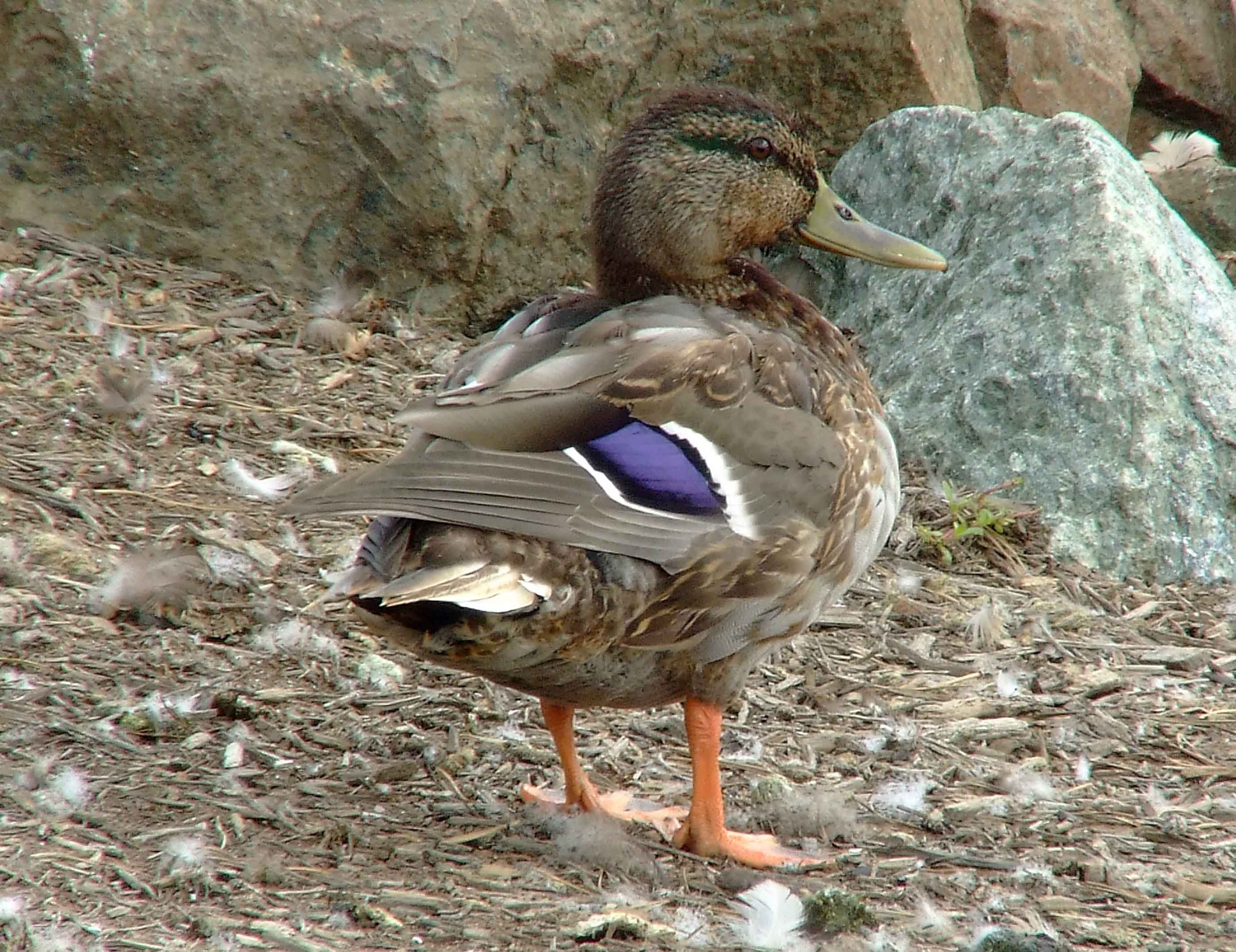 Anas platyrhynchos, bird watching, C and O Canal, Class: Aves, dabbling duck, DC, Dick Maley, display, Duck, Family: Anatidae, Fuji Digital Camera S9600, Genus: Anas, Google Images, Hughes Hollow, Hunting Quarter Road, Kingdom: Animalia, Mallard Duck, Marsh, Maryland, MD, Montgomery County, North America, Order: Anseriformes, photography, Phylum: Chordata, Poolesville, Potomac, Richard Maley, river, Species: A platyrhynchos, Subfamily: Anatinae, USA, Washington, Wetlands