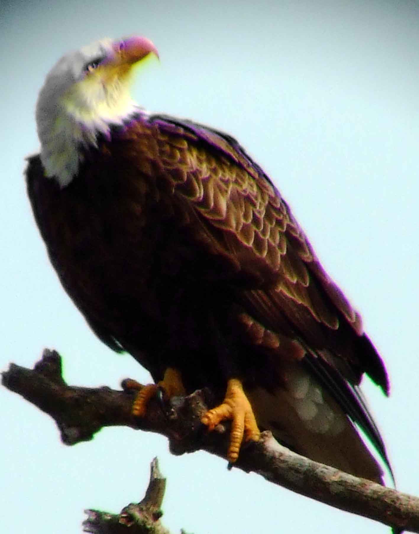 1782, accipiter bird of prey, Accipitridae, Bald Eagle, bird of prey, bird watching, Black Hill Regional Park, Boyds, bright yellow eyes, DC Dick Maley, Endangered Species, feathers, Fuji Digital Camera S9600, Haliaeetus leucocephalus, hiking, largest nest of any North American bird, Maryland, MD, Montgomery County, national bird, nature, nest, North America, official symbol of United States, photography, Potomac Raptor, Richard Maley, talons, Threatened species, USA, Washington, white head, white tail, yellow beak, yellow hooked beak, yellow irises, yellow taloned feet