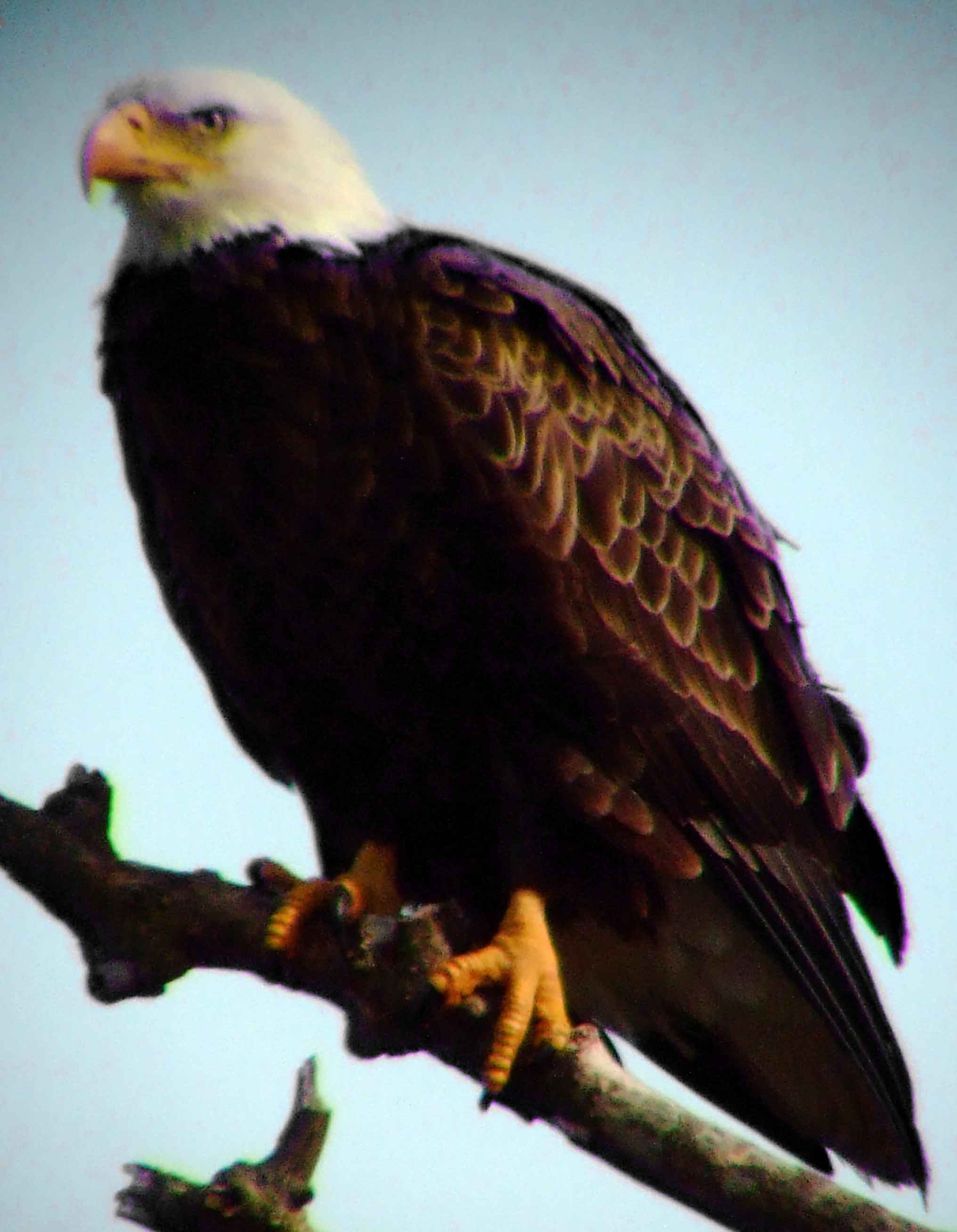 1782, accipiter bird of prey, Accipitridae, Bald Eagle, bird of prey, bird watching, Black Hill Regional Park, Boyds, bright yellow eyes, DC Dick Maley, Endangered Species, feathers, Fuji Digital Camera S9600, Haliaeetus leucocephalus, hiking, largest nest of any North American bird, Maryland, MD, Montgomery County, national bird, nature, nest, North America, official symbol of United States, photography, Potomac Raptor, Richard Maley, talons, Threatened species, USA, Washington, white head, white tail, yellow beak, yellow hooked beak, yellow irises, yellow taloned feet