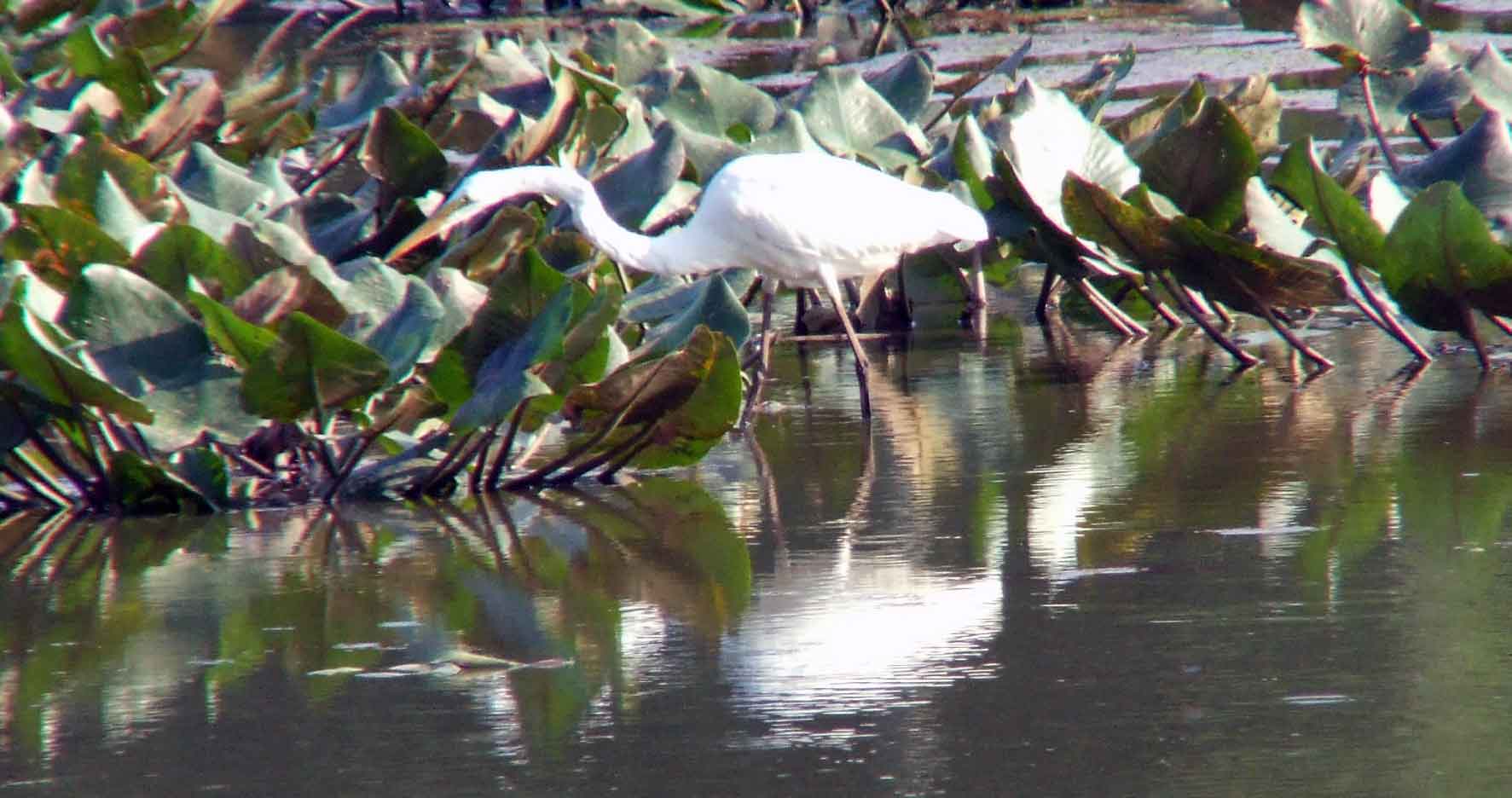 Ardea alba, bird watching, C and O Canal, Camera, Casmerodius albus, Class: Aves, Common Egret, DC, Dick Maley, display, Egretta alba, Family: Ardeidae, fishing, Fuji Digital Camera S9600, Genus: Ardea, Google Images, Great Egret, Great White Egret, hiking, Hughes Hollow, Hunting Quarter Road, Kingdom: Animalia, Ko-tuku, Marsh, Maryland, MD, Montgomery County, nature, North America, Order: Ciconiiformes, photography, Phylum: Chordata, Poolesville, Potomac, Richard Maley, river, Species: A alba, USA, wading egret, Washington, Wetlands, White Heron