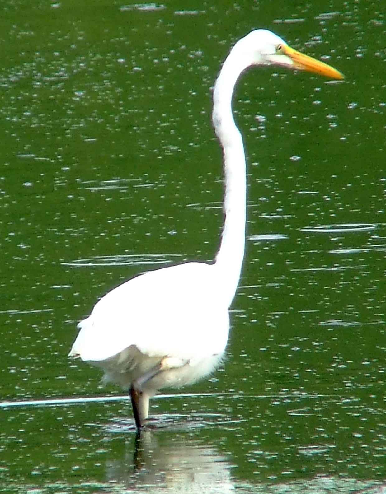 Ardea alba, bird watching, C and O Canal, Camera, Casmerodius albus, Class: Aves, Common Egret, DC, Dick Maley, display, Egretta alba, Family: Ardeidae, fishing, Fuji Digital Camera S9600, Genus: Ardea, Google Images, Great Egret, Great White Egret, hiking, Hughes Hollow, Hunting Quarter Road, Kingdom: Animalia, Ko-tuku, Marsh, Maryland, MD, Montgomery County, nature, North America, Order: Ciconiiformes, photography, Phylum: Chordata, Poolesville, Potomac, Richard Maley, river, Species: A alba, USA, wading egret, Washington, Wetlands, White Heron