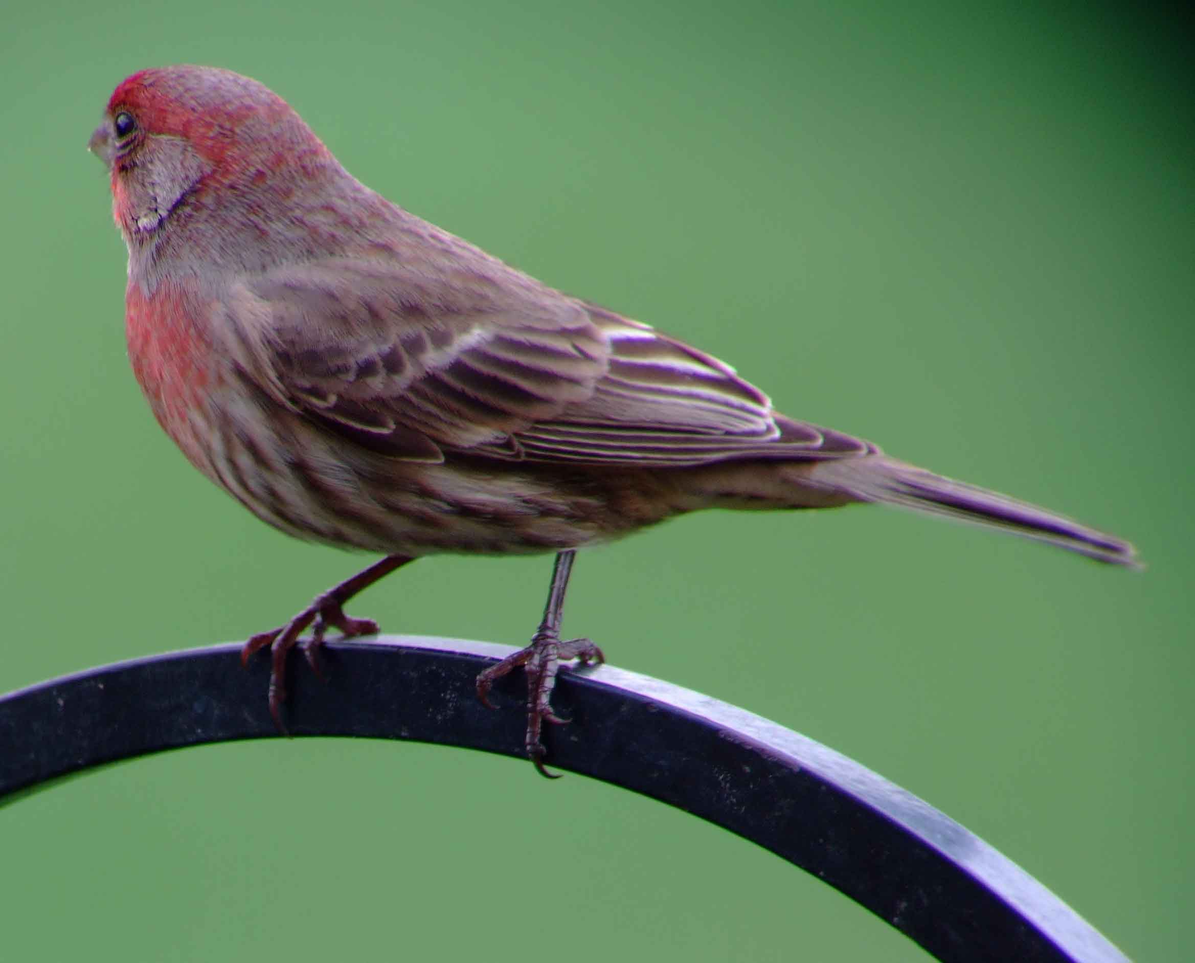 binoculars, bird watching, C and O Canal, C&O Canal, camera, Carpodacus mexicanus, Class:Aves, DC, Dick Maley, digiscoping, display, Family: Fringillidae, focus, Fuji Digital Camera S9600, Genus: Carpodacus, Google Images, House Finch, Hughes Hollow, Hunting Quarter Road, in focus, Kingdom: Animalia, Kingdom:Animalia, Marsh, Maryland, mating, MD, Montgomery County, North America, Order: Passeriformes, photography, photoshop, Phylum: Chordata, Poolesville, Potomac, Potomac Maryland, refractor, resolution, Richard Maley, ritual, river, Rosefinch, sharp, Species: C mexicanus, telephoto, telescope, USA, Washington, Wetlands