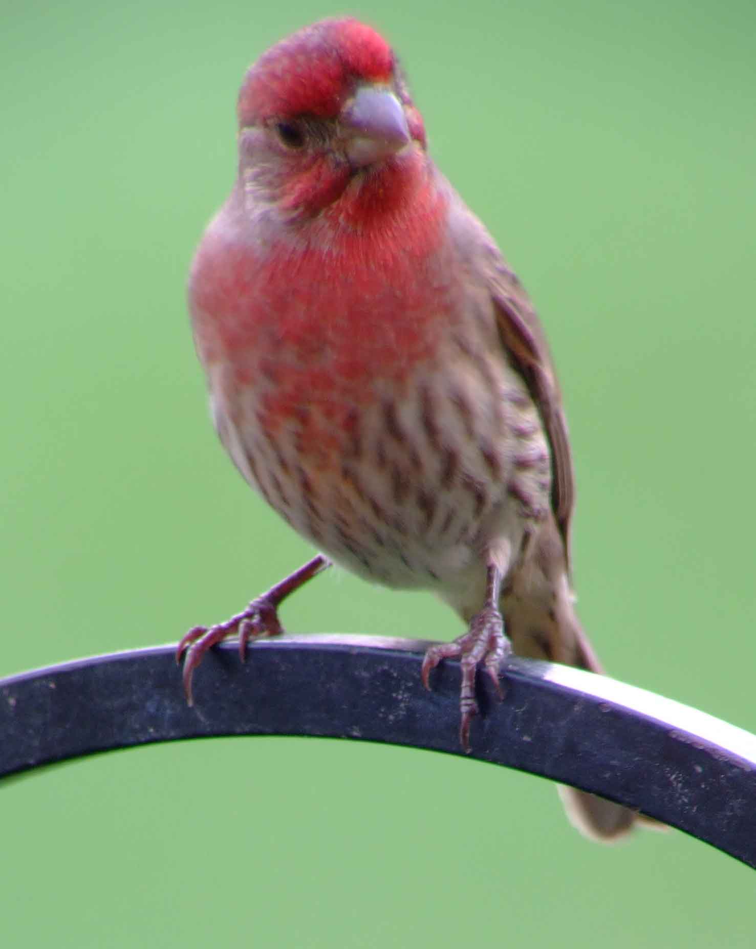 binoculars, bird watching, C and O Canal, C&O Canal, camera, Carpodacus mexicanus, Class:Aves, DC, Dick Maley, digiscoping, display, Family: Fringillidae, focus, Fuji Digital Camera S9600, Genus: Carpodacus, Google Images, House Finch, Hughes Hollow, Hunting Quarter Road, in focus, Kingdom: Animalia, Kingdom:Animalia, Marsh, Maryland, mating, MD, Montgomery County, North America, Order: Passeriformes, photography, photoshop, Phylum: Chordata, Poolesville, Potomac, Potomac Maryland, refractor, resolution, Richard Maley, ritual, river, Rosefinch, sharp, Species: C mexicanus, telephoto, telescope, USA, Washington, Wetlands