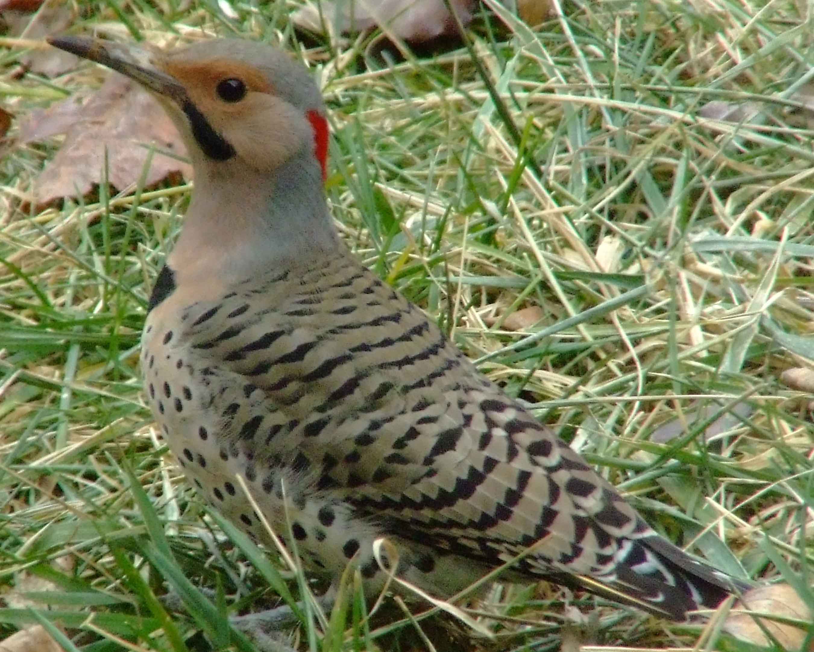 bird watching, C and O Canal, Class: Aves, Colaptes auratus, DC, Dick Maley, display, Family: Picidae, Fuji Digital Camera S9600, Genus: Colaptes, Google Images, Hughes Hollow, Hunting Quarter Road, Kingdom: Animalia, Marsh, Maryland, MD, Montgomery County, North America, Northern Flicker, Order: Piciformes, photography, Phylum: Chordata, Poolesville, Potomac, Richard Maley, river, Species: C auratus, USA, Washington, Wetlands, woodpecker