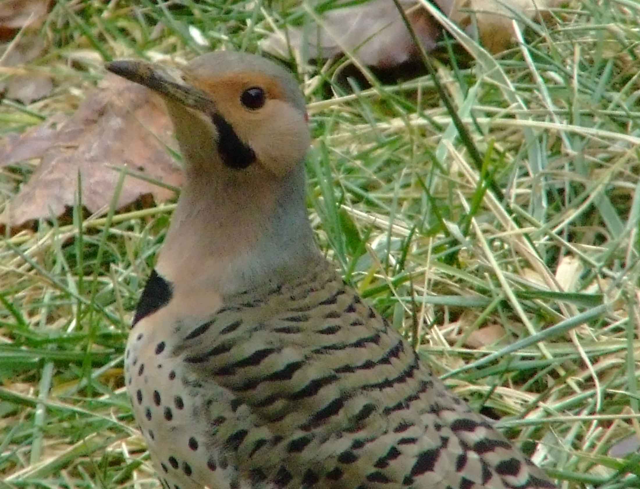 bird watching, C and O Canal, Class: Aves, Colaptes auratus, DC, Dick Maley, display, Family: Picidae, Fuji Digital Camera S9600, Genus: Colaptes, Google Images, Hughes Hollow, Hunting Quarter Road, Kingdom: Animalia, Marsh, Maryland, MD, Montgomery County, North America, Northern Flicker, Order: Piciformes, photography, Phylum: Chordata, Poolesville, Potomac, Richard Maley, river, Species: C auratus, USA, Washington, Wetlands, woodpecker