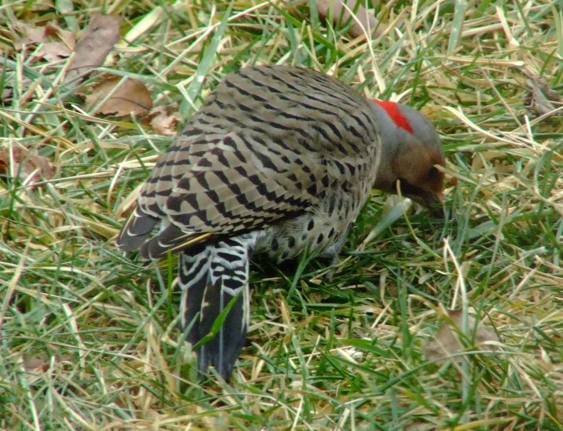 bird watching, C and O Canal, Class: Aves, Colaptes auratus, DC, Dick Maley, display, Family: Picidae, Fuji Digital Camera S9600, Genus: Colaptes, Google Images, Hughes Hollow, Hunting Quarter Road, Kingdom: Animalia, Marsh, Maryland, MD, Montgomery County, North America, Northern Flicker, Order: Piciformes, photography, Phylum: Chordata, Poolesville, Potomac, Richard Maley, river, Species: C auratus, USA, Washington, Wetlands, woodpecker