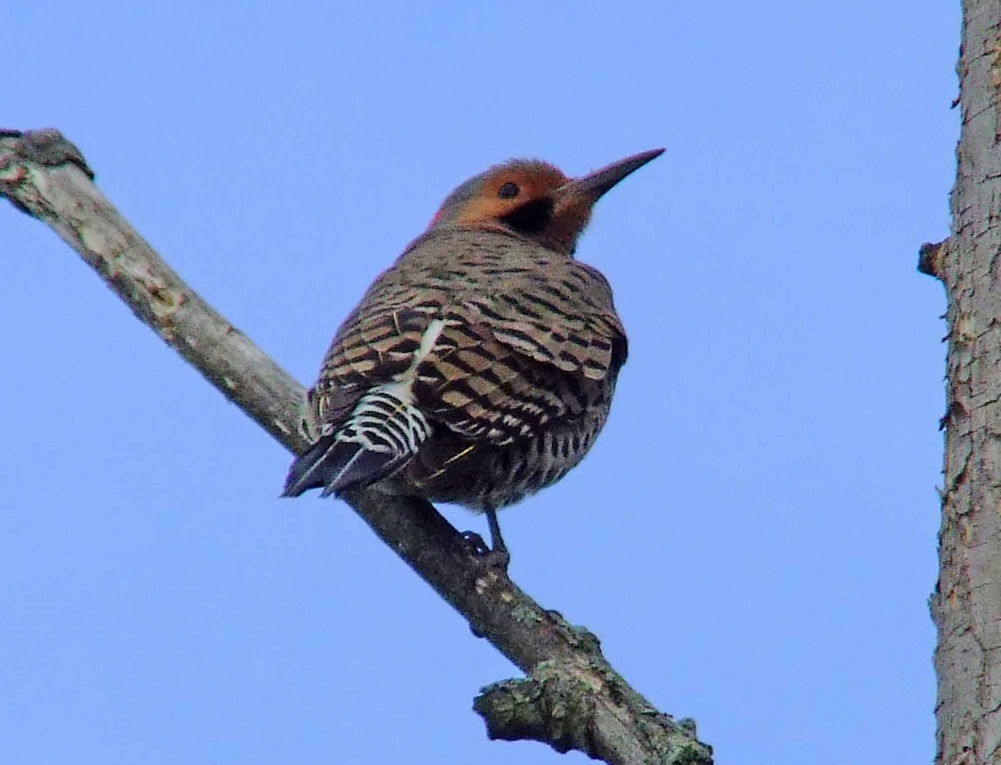 bird watching, C and O Canal, Class: Aves, Colaptes auratus, DC, Dick Maley, display, Family: Picidae, Fuji Digital Camera S9600, Genus: Colaptes, Google Images, Hughes Hollow, Hunting Quarter Road, Kingdom: Animalia, Marsh, Maryland, MD, Montgomery County, North America, Northern Flicker, Order: Piciformes, photography, Phylum: Chordata, Poolesville, Potomac, Richard Maley, river, Species: C auratus, USA, Washington, Wetlands, woodpecker