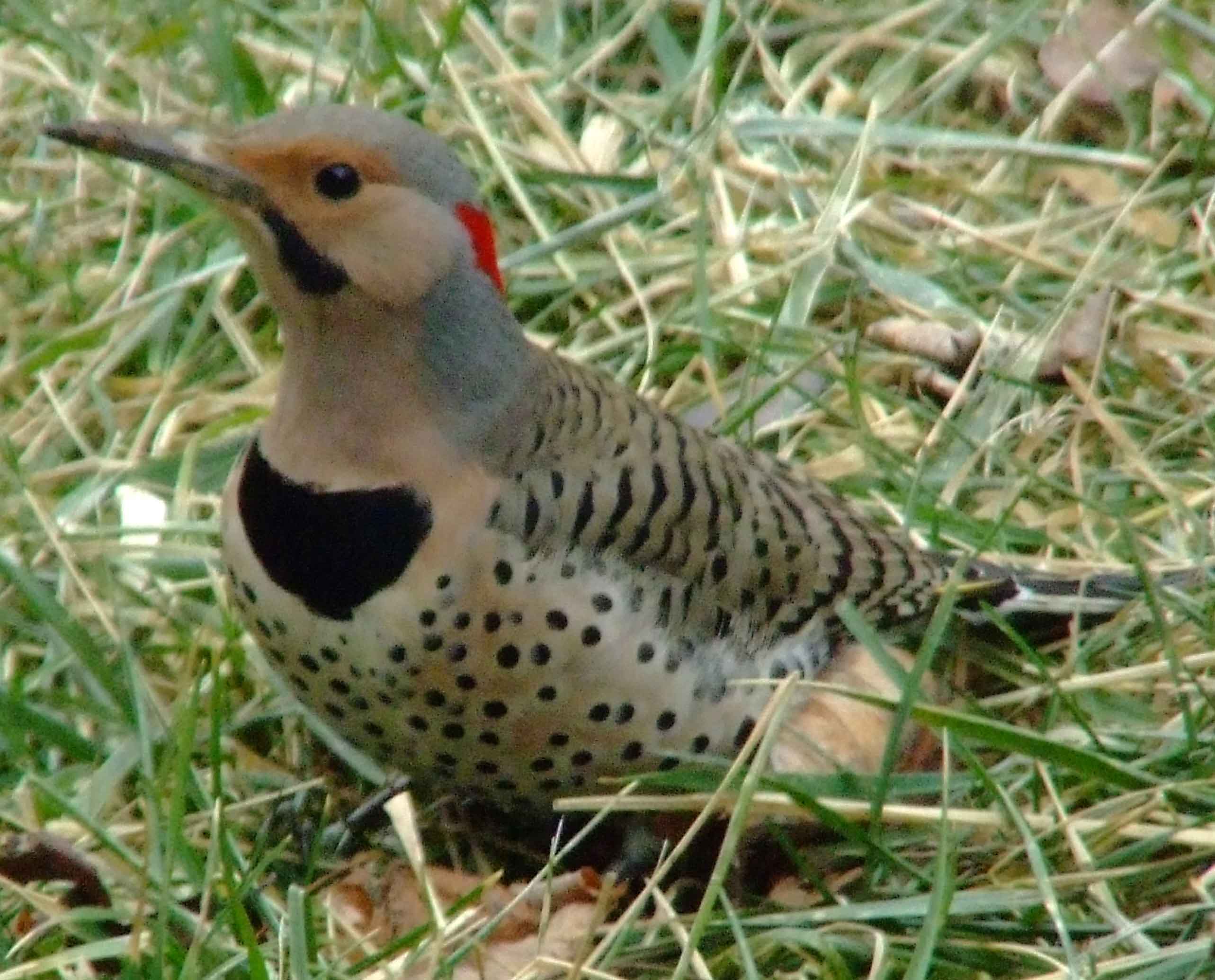 bird watching, C and O Canal, Class: Aves, Colaptes auratus, DC, Dick Maley, display, Family: Picidae, Fuji Digital Camera S9600, Genus: Colaptes, Google Images, Hughes Hollow, Hunting Quarter Road, Kingdom: Animalia, Marsh, Maryland, MD, Montgomery County, North America, Northern Flicker, Order: Piciformes, photography, Phylum: Chordata, Poolesville, Potomac, Richard Maley, river, Species: C auratus, USA, Washington, Wetlands, woodpecker