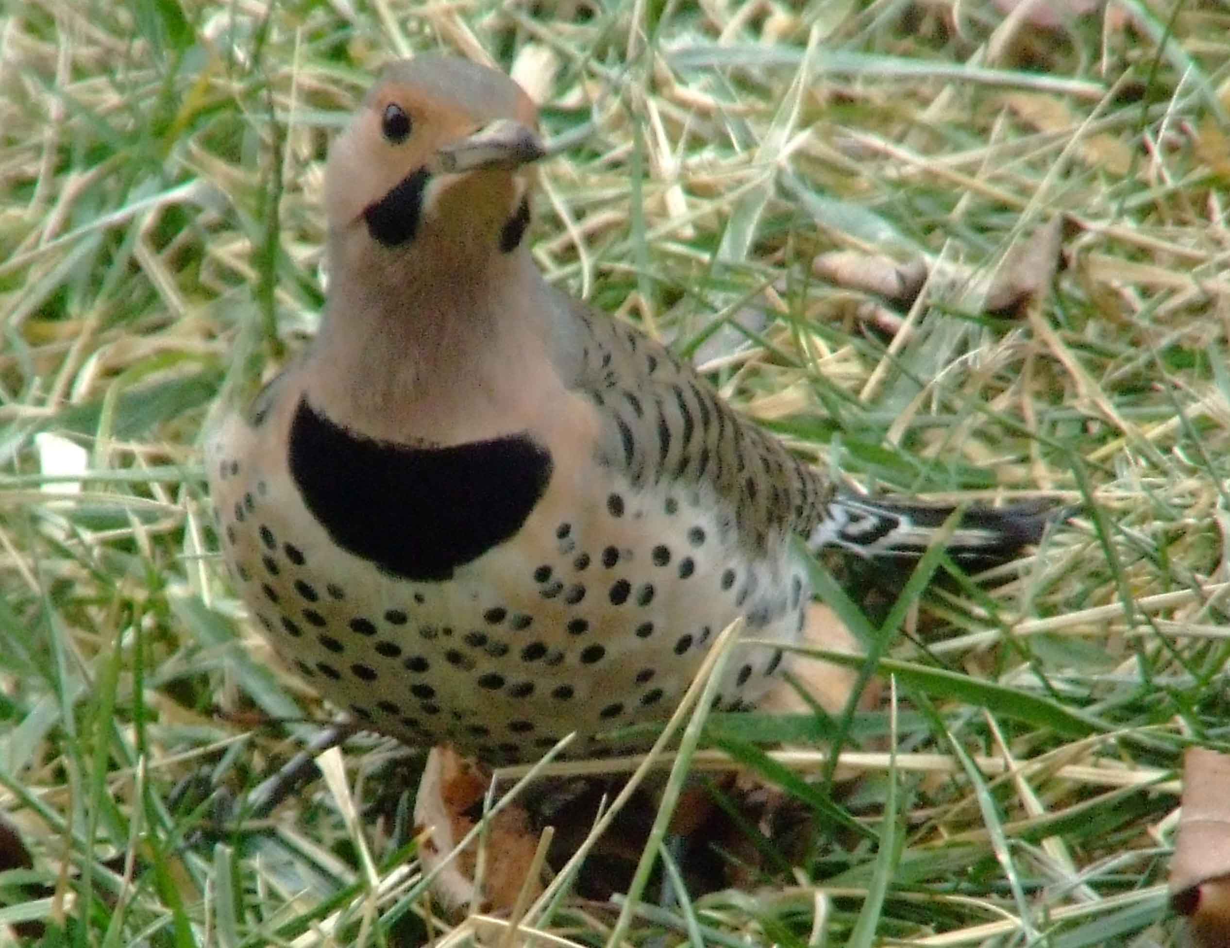 bird watching, C and O Canal, Class: Aves, Colaptes auratus, DC, Dick Maley, display, Family: Picidae, Fuji Digital Camera S9600, Genus: Colaptes, Google Images, Hughes Hollow, Hunting Quarter Road, Kingdom: Animalia, Marsh, Maryland, MD, Montgomery County, North America, Northern Flicker, Order: Piciformes, photography, Phylum: Chordata, Poolesville, Potomac, Richard Maley, river, Species: C auratus, USA, Washington, Wetlands, woodpecker