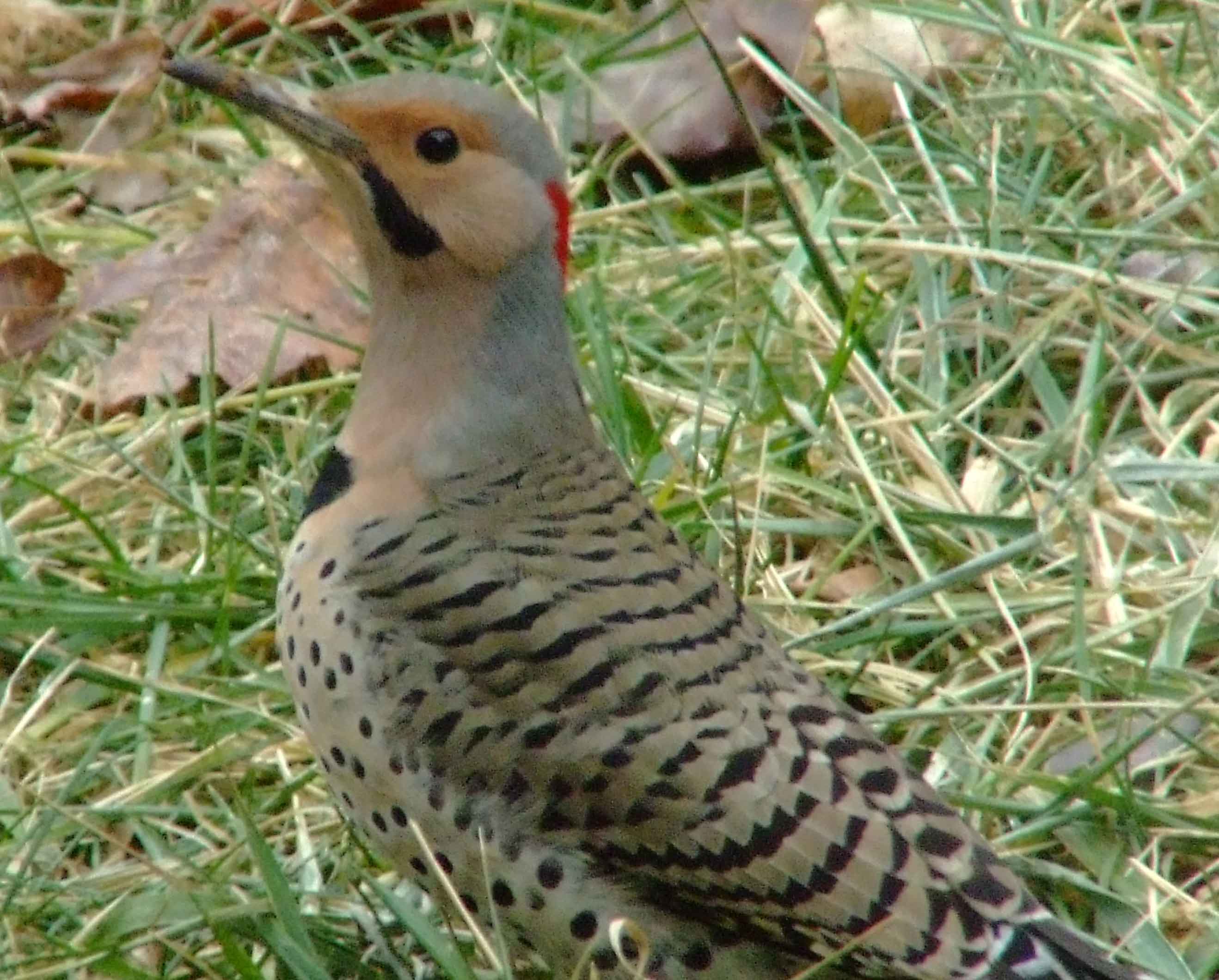 bird watching, C and O Canal, Class: Aves, Colaptes auratus, DC, Dick Maley, display, Family: Picidae, Fuji Digital Camera S9600, Genus: Colaptes, Google Images, Hughes Hollow, Hunting Quarter Road, Kingdom: Animalia, Marsh, Maryland, MD, Montgomery County, North America, Northern Flicker, Order: Piciformes, photography, Phylum: Chordata, Poolesville, Potomac, Richard Maley, river, Species: C auratus, USA, Washington, Wetlands, woodpecker