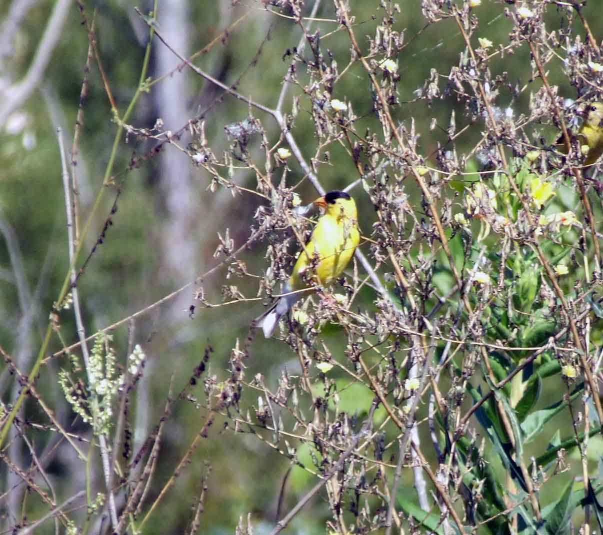 binoculars, bird watching, C&O Canal, camera, Class:Aves, DC, Dick Maley, digiscoping, display, focus, Fuji Digital Camera S9600, goldfinch, hiking, Hughes Hollow, Hunting Quarter Road, in focus, Marsh, Maryland, mating, MD, Montgomery County, nature, North America, photography, photoshop, Poolesville, Potomac, Potomac Maryland, refractor, resolution, Richard Maley, ritual, river, sharp, telephoto, telescope, USA, Washington, Wetlands