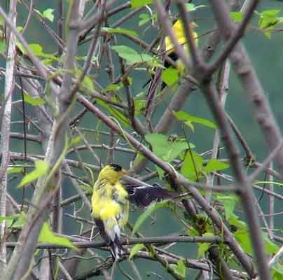 binoculars, bird watching, C&O Canal, camera, Class:Aves, DC, Dick Maley, digiscoping, display, focus, Fuji Digital Camera S9600, goldfinch, hiking, Hughes Hollow, Hunting Quarter Road, in focus, Marsh, Maryland, mating, MD, Montgomery County, nature, North America, photography, photoshop, Poolesville, Potomac, Potomac Maryland, refractor, resolution, Richard Maley, ritual, river, sharp, telephoto, telescope, USA, Washington, Wetlands