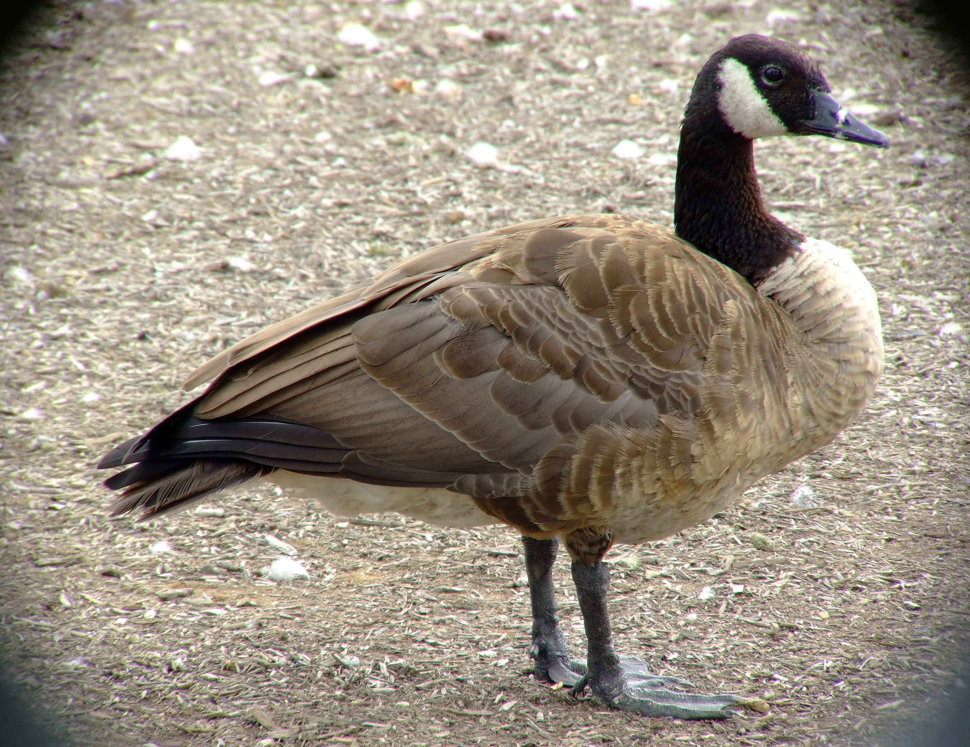 bird watching, C and O Canal, DC, Dick Maley, display, Fuji Digital Camera S9600, Hughes Hollow, Hunting Quarter Road, Marsh, Maryland, MD, Montgomery County, North America, photography, Poolesville, Potomac, Richard Maley, river, USA, Washington, Wetlands, Google Images, Canada Goose