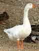 Norwegian-white Goose