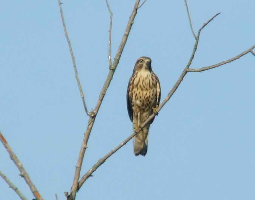 bird watching, C and O Canal, DC, Dick Maley, display, Fuji Digital Camera S9600, Hughes Hollow, Hunting Quarter Road, Marsh, Maryland, MD, Montgomery County, North America, photography, Poolesville, Potomac, Richard Maley, river, USA, Washington, Wetlands, Google Images, Red-shouldered Hawk, Buteo lineatus, Kingdom: Animalia, Phylum: Chordata, Class: Aves, Order: Falconiformes, Family: Accipitridae, Subfamily: Accipitrinae, Genus: Buteo, Species: B lineatus