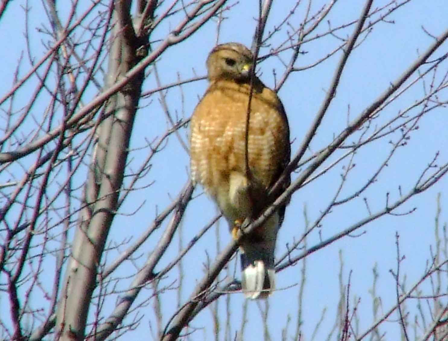 bird watching, C and O Canal, DC, Dick Maley, display, Fuji Digital Camera S9600, Hughes Hollow, Hunting Quarter Road, Marsh, Maryland, MD, Montgomery County, North America, photography, Poolesville, Potomac, Richard Maley, river, USA, Washington, Wetlands, Google Images, Red-shouldered Hawk, Buteo lineatus, Kingdom: Animalia, Phylum: Chordata, Class: Aves, Order: Falconiformes, Family: Accipitridae, Subfamily: Accipitrinae, Genus: Buteo, Species: B lineatus