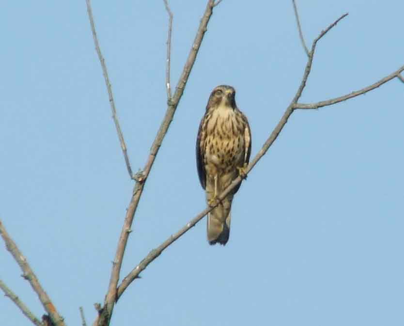 bird watching, C and O Canal, DC, Dick Maley, display, Fuji Digital Camera S9600, Hughes Hollow, Hunting Quarter Road, Marsh, Maryland, MD, Montgomery County, North America, photography, Poolesville, Potomac, Richard Maley, river, USA, Washington, Wetlands, Google Images, Red-shouldered Hawk, Buteo lineatus, Kingdom: Animalia, Phylum: Chordata, Class: Aves, Order: Falconiformes, Family: Accipitridae, Subfamily: Accipitrinae, Genus: Buteo, Species: B lineatus