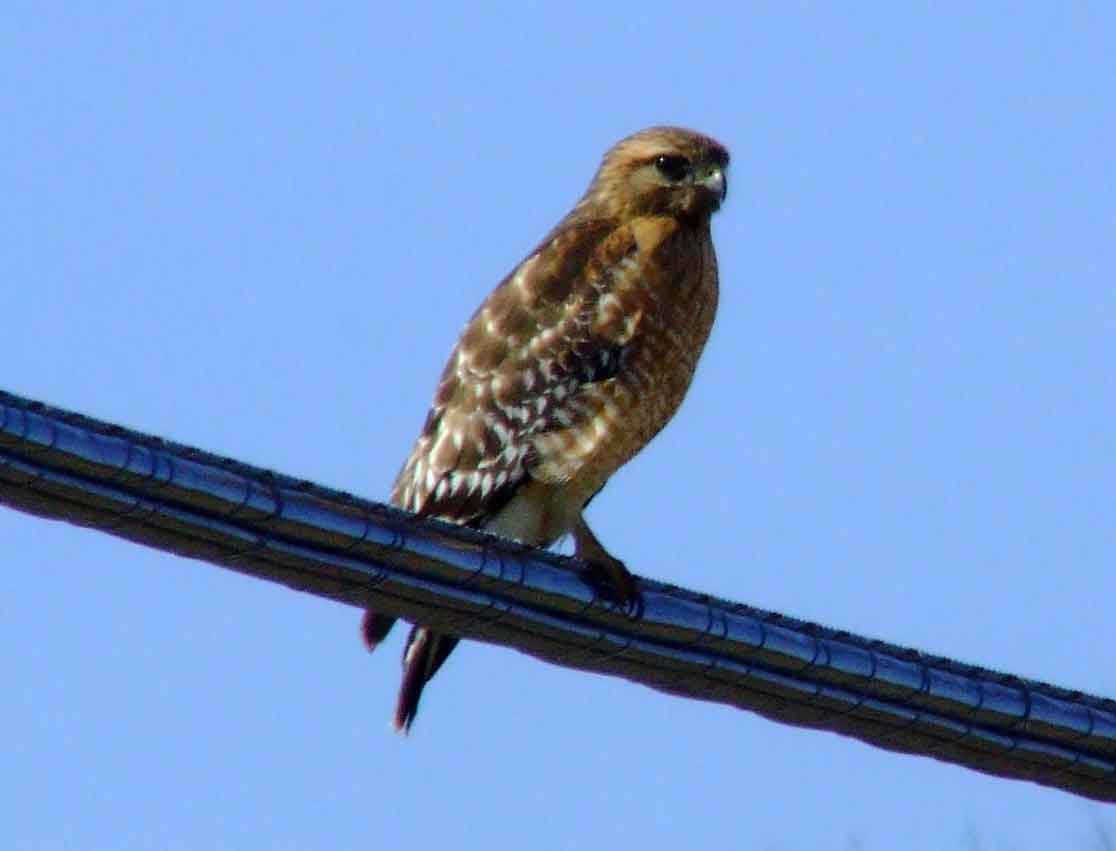 bird watching, C and O Canal, DC, Dick Maley, display, Fuji Digital Camera S9600, Hughes Hollow, Hunting Quarter Road, Marsh, Maryland, MD, Montgomery County, North America, photography, Poolesville, Potomac, Richard Maley, river, USA, Washington, Wetlands, Google Images, Red-shouldered Hawk, Buteo lineatus, Kingdom: Animalia, Phylum: Chordata, Class: Aves, Order: Falconiformes, Family: Accipitridae, Subfamily: Accipitrinae, Genus: Buteo, Species: B lineatus