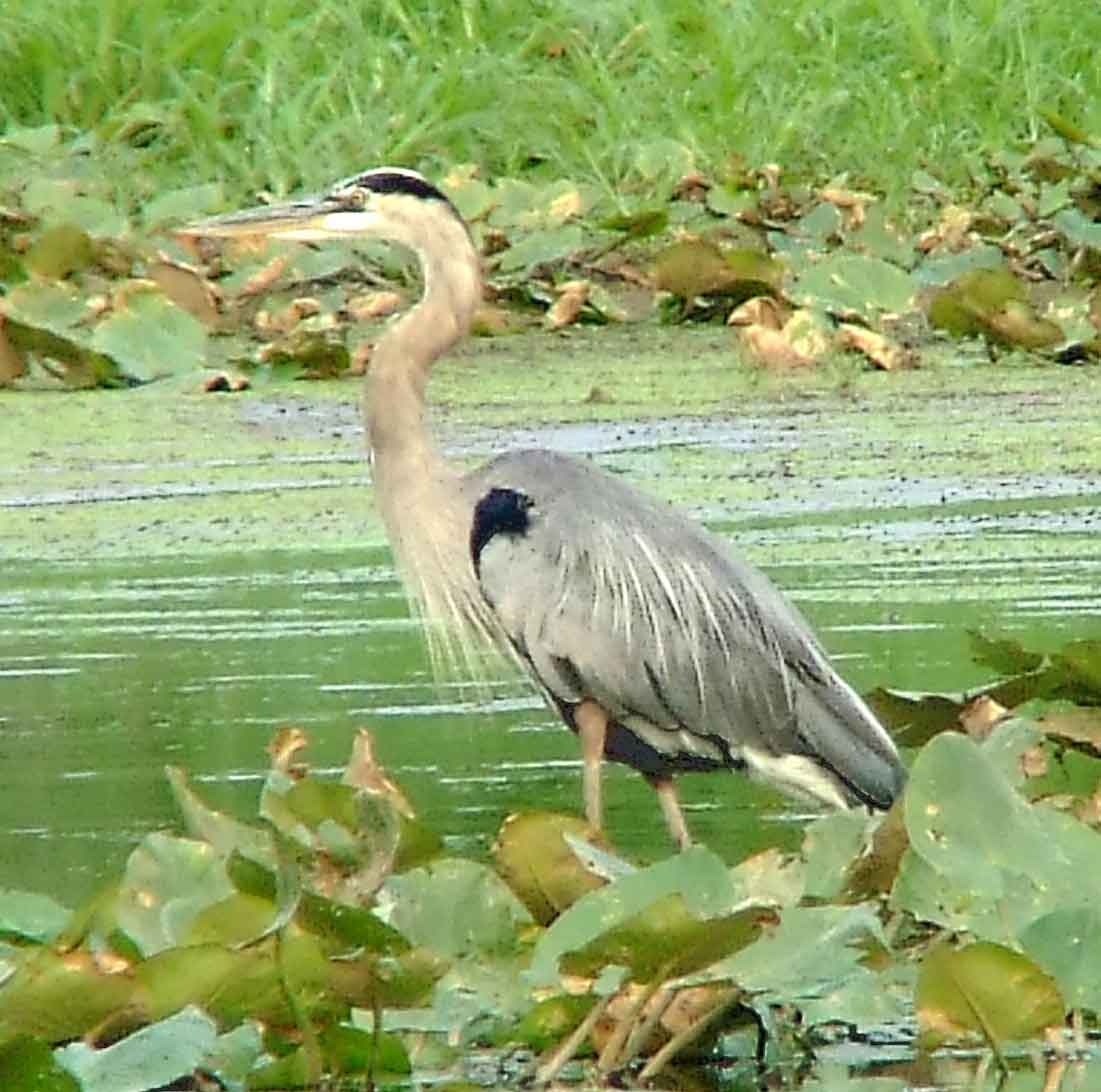 bird watching, C and O Canal, DC, Dick Maley, display, Fuji Digital Camera S9600, Hughes Hollow, Hunting Quarter Road, Marsh, Maryland, MD, Montgomery County, North America, photography, Poolesville, Potomac, Richard Maley, river, USA, Washington, Wetlands, Google Images, Ardea herodias, Great Blue Heron, Kingdom: Animalia, Phylum: Chordata, Class: Aves, Order: Ciconiiformes, Family: Ardeidae, Genus: Ardea, Species: A herodias