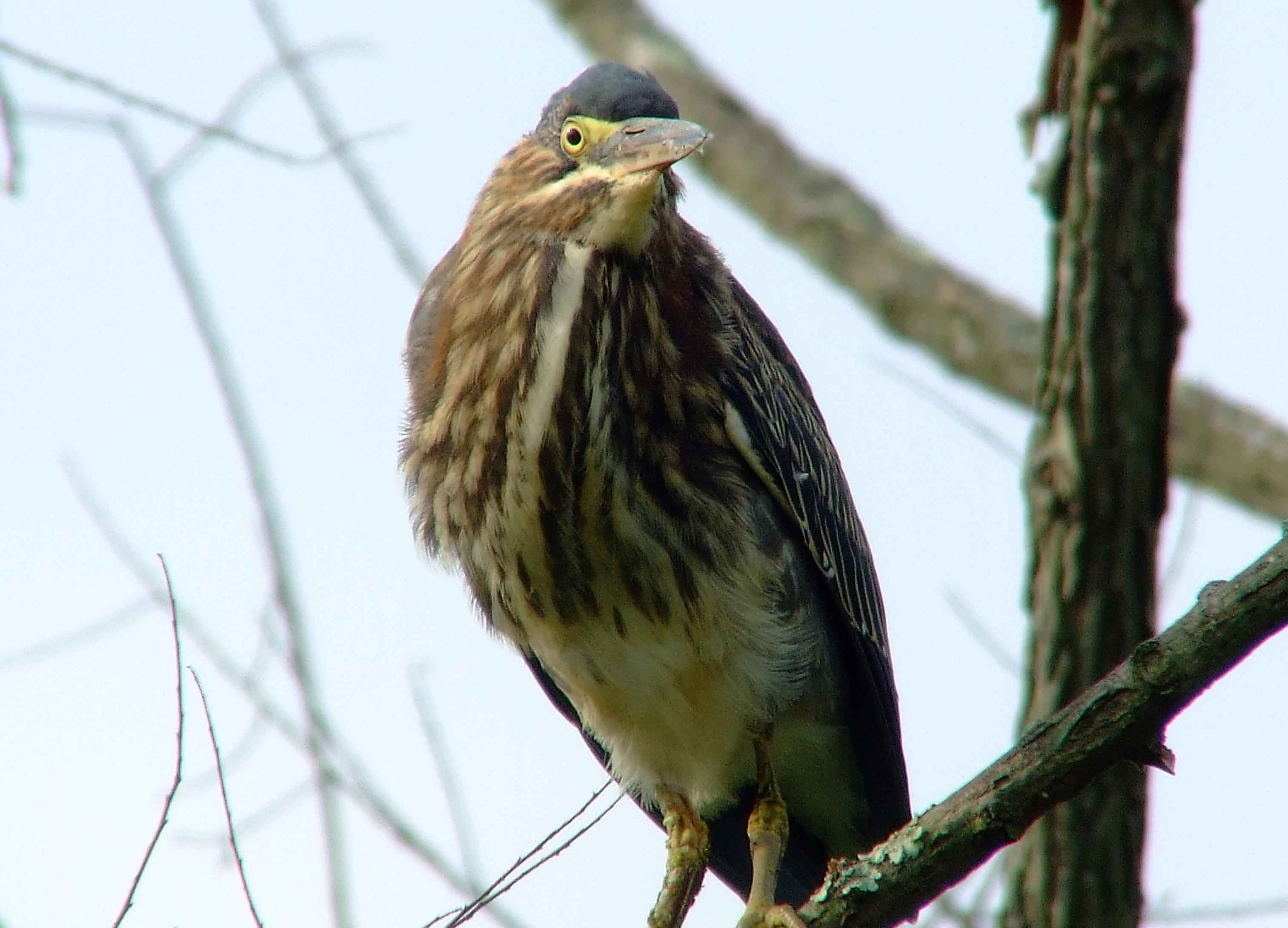 bird watching, C and O Canal, DC, Dick Maley, display, Fuji Digital Camera S9600, Hughes Hollow, Hunting Quarter Road, Marsh, Maryland, MD, Montgomery County, North America, photography, Poolesville, Potomac, Richard Maley, river, USA, Washington, Wetlands, Google Images, Green Heron, Kingdom: Animalia, Phylum: Chordata, Class: Aves, Subclass: Neornithes, Infraclass: Neognathae, Superorder: Neoaves, Order: Ciconiiformes, Family: Ardeidae, Genus: Butorides, Species: B virescens, Butorides virescens