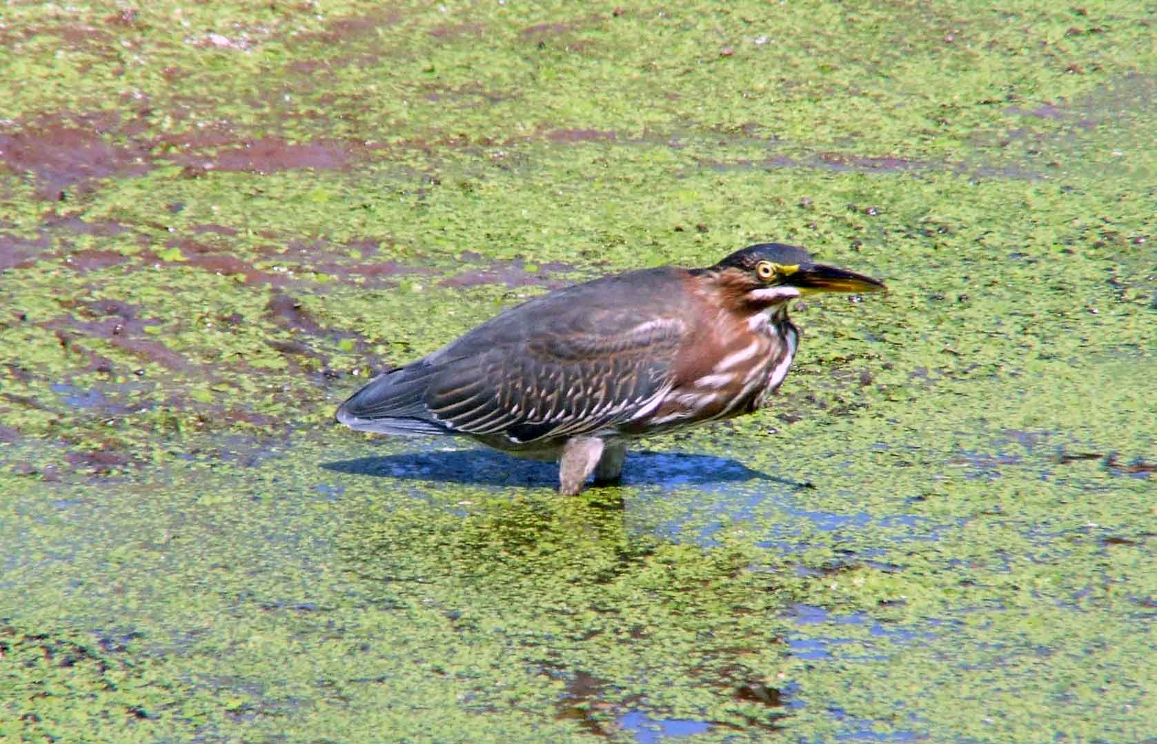 bird watching, C and O Canal, DC, Dick Maley, display, Fuji Digital Camera S9600, Hughes Hollow, Hunting Quarter Road, Marsh, Maryland, MD, Montgomery County, North America, photography, Poolesville, Potomac, Richard Maley, river, USA, Washington, Wetlands, Google Images, Green Heron, Kingdom: Animalia, Phylum: Chordata, Class: Aves, Subclass: Neornithes, Infraclass: Neognathae, Superorder: Neoaves, Order: Ciconiiformes, Family: Ardeidae, Genus: Butorides, Species: B virescens, Butorides virescens