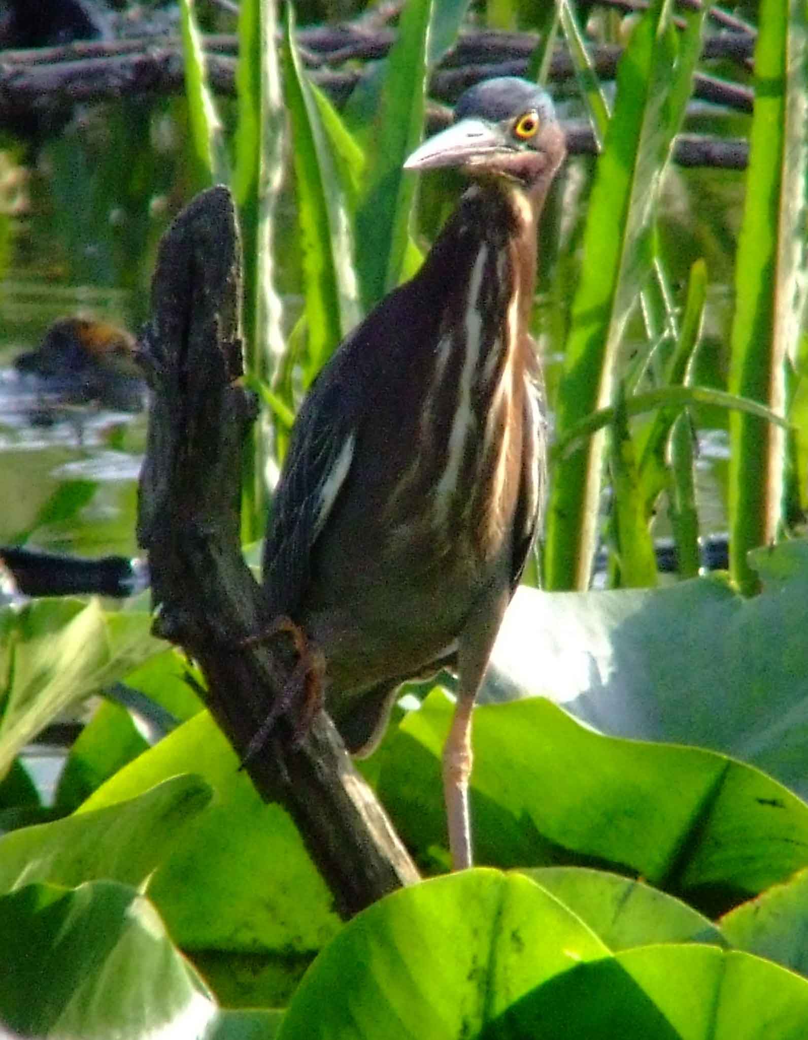 bird watching, C and O Canal, DC, Dick Maley, display, Fuji Digital Camera S9600, Hughes Hollow, Hunting Quarter Road, Marsh, Maryland, MD, Montgomery County, North America, photography, Poolesville, Potomac, Richard Maley, river, USA, Washington, Wetlands, Google Images, Green Heron, Kingdom: Animalia, Phylum: Chordata, Class: Aves, Subclass: Neornithes, Infraclass: Neognathae, Superorder: Neoaves, Order: Ciconiiformes, Family: Ardeidae, Genus: Butorides, Species: B virescens, Butorides virescens